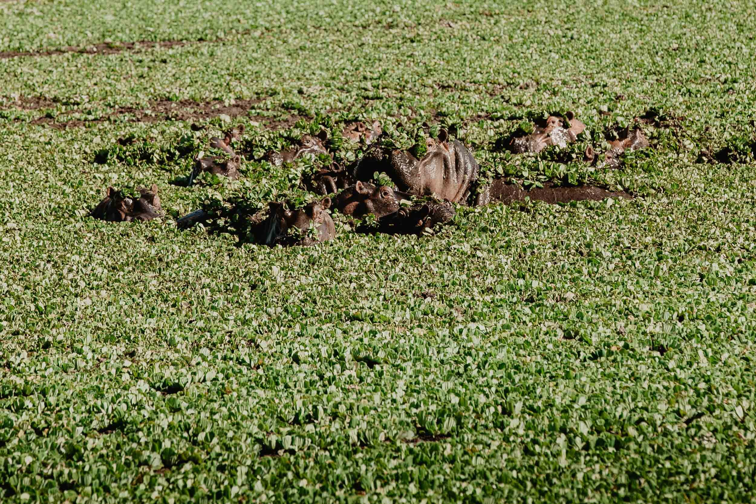 hippos on safari in kenya africa