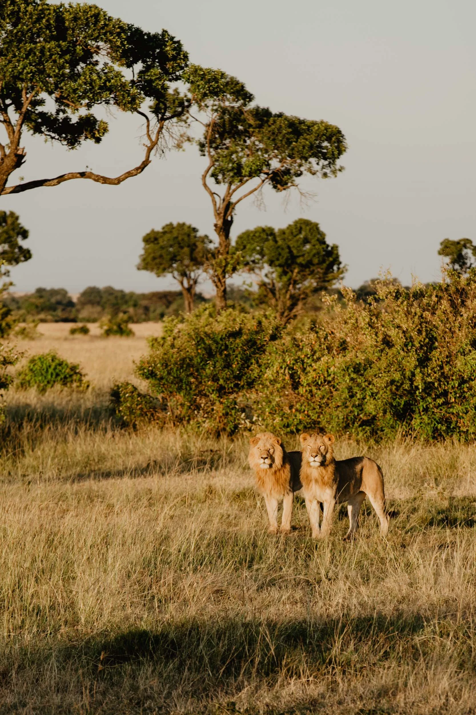 lions sunrise in kenya africa