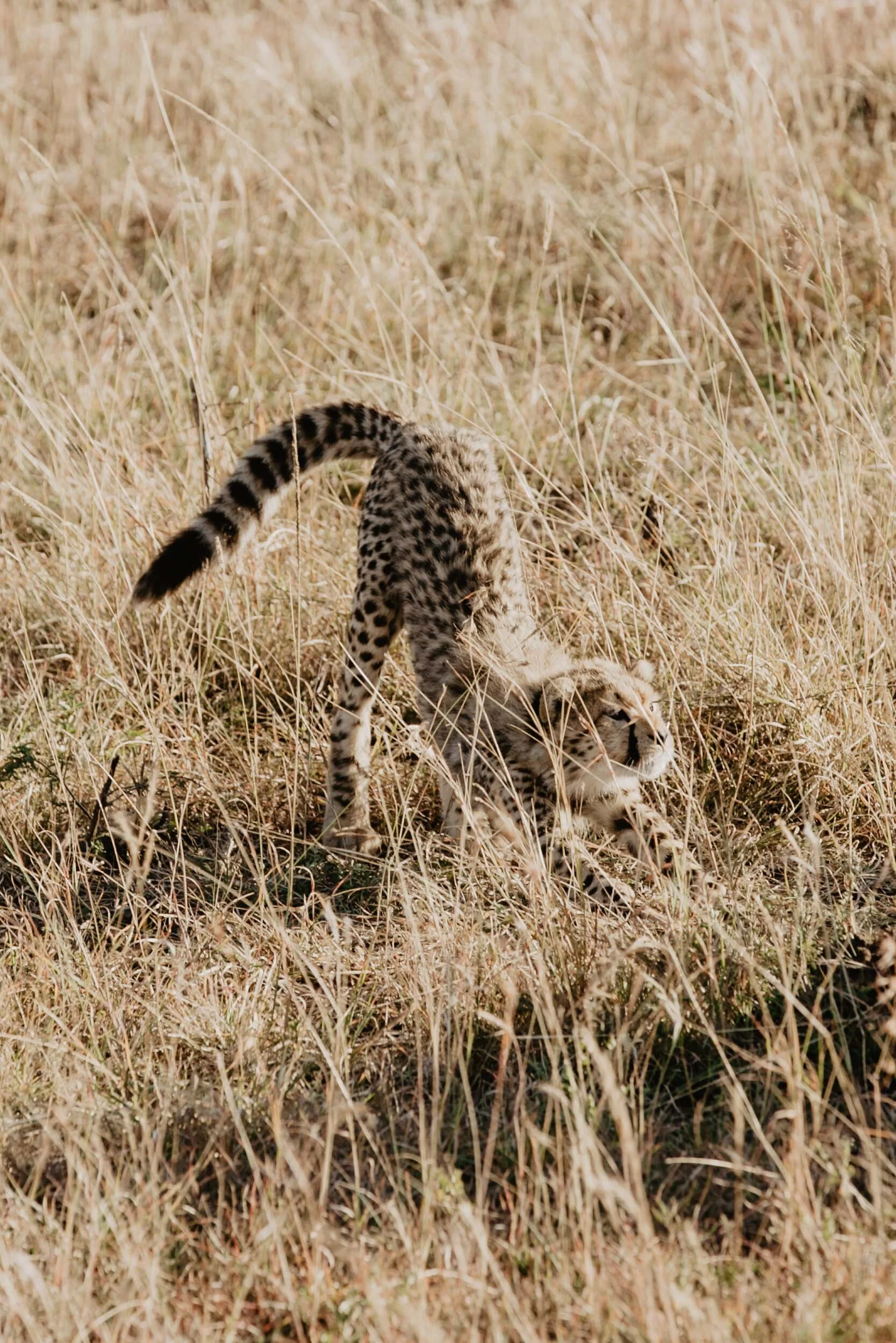 cheetah cub stretching in africa