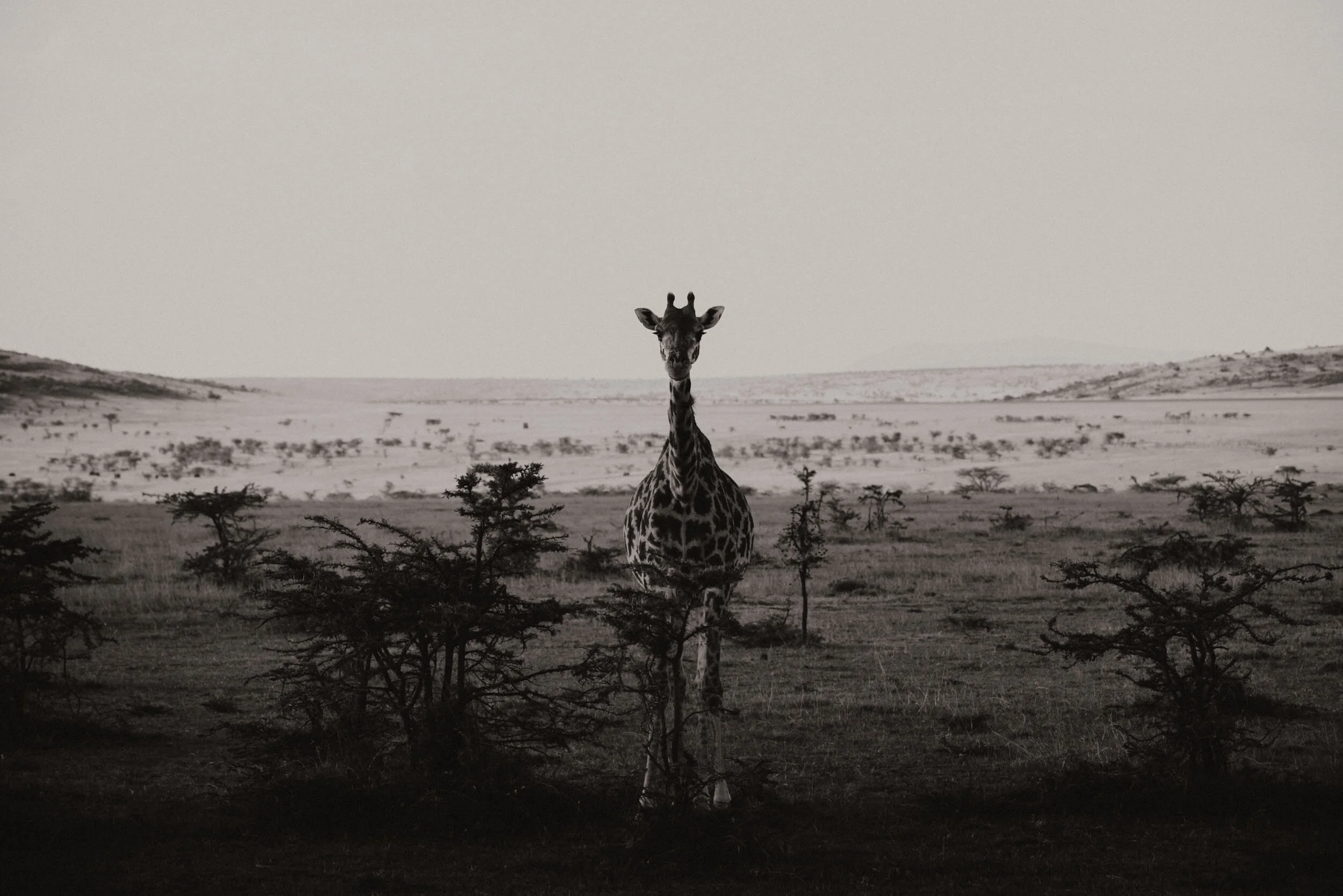 giraffe safari in kenya africa