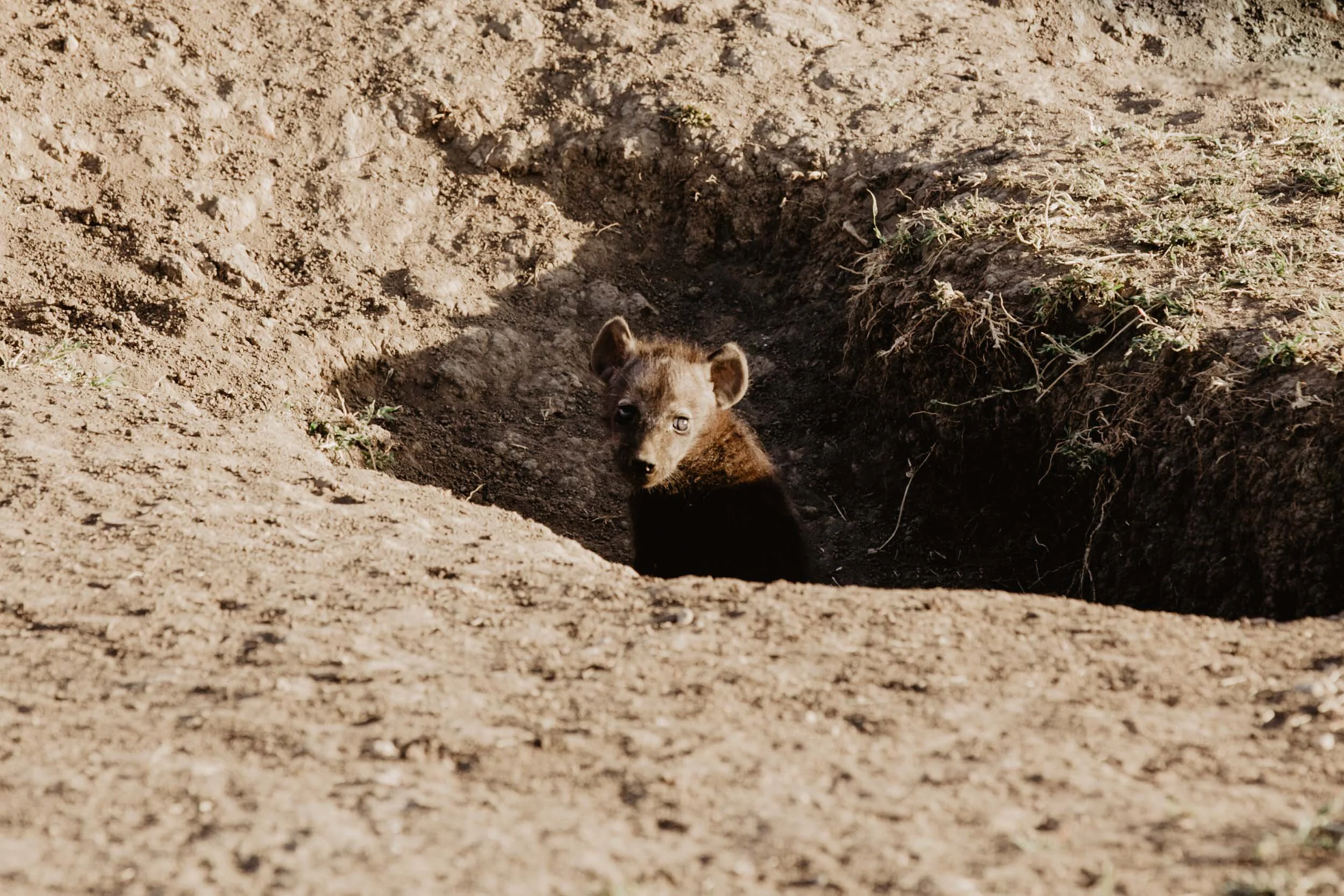 baby hyena on african safari