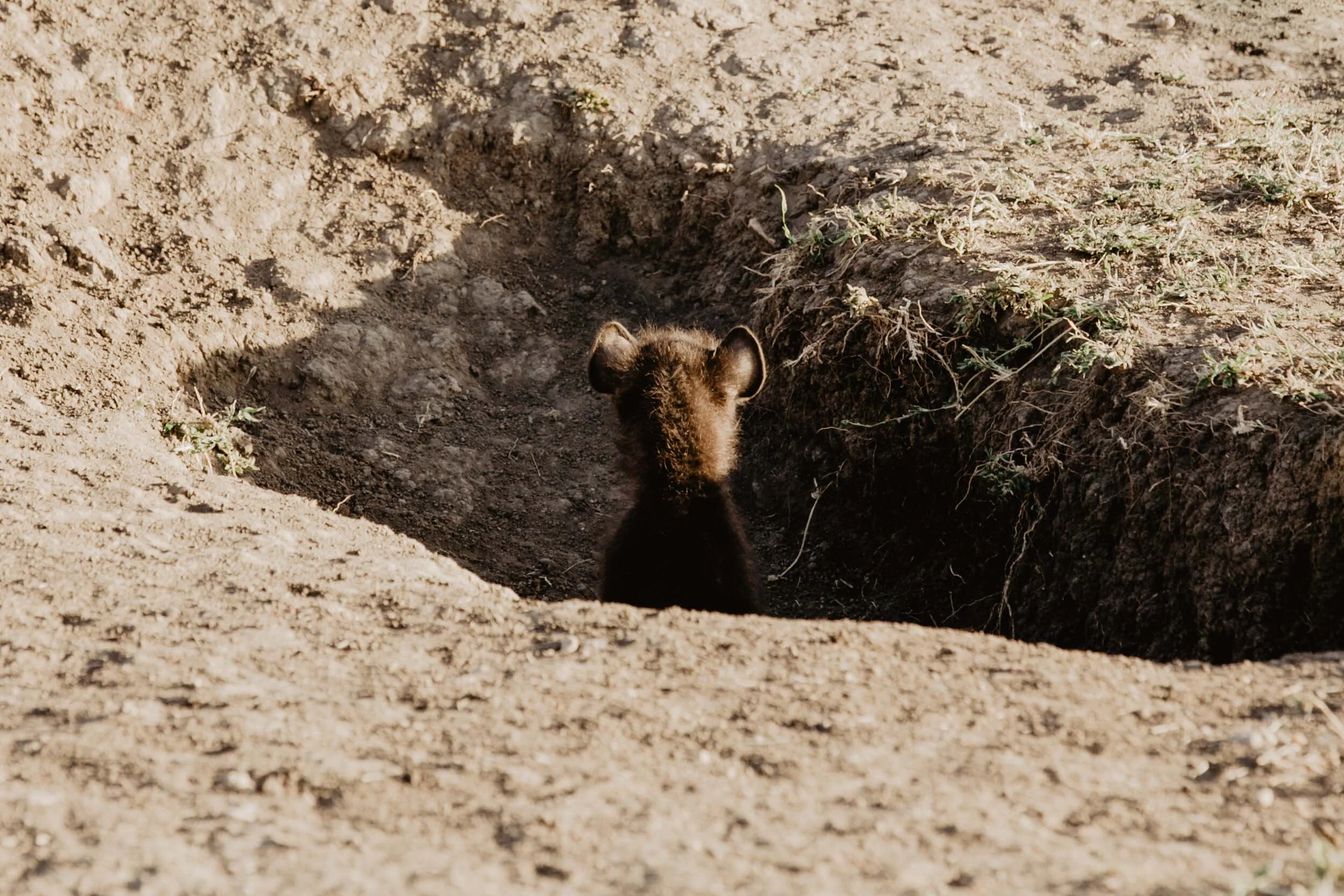 baby hyena on african safari