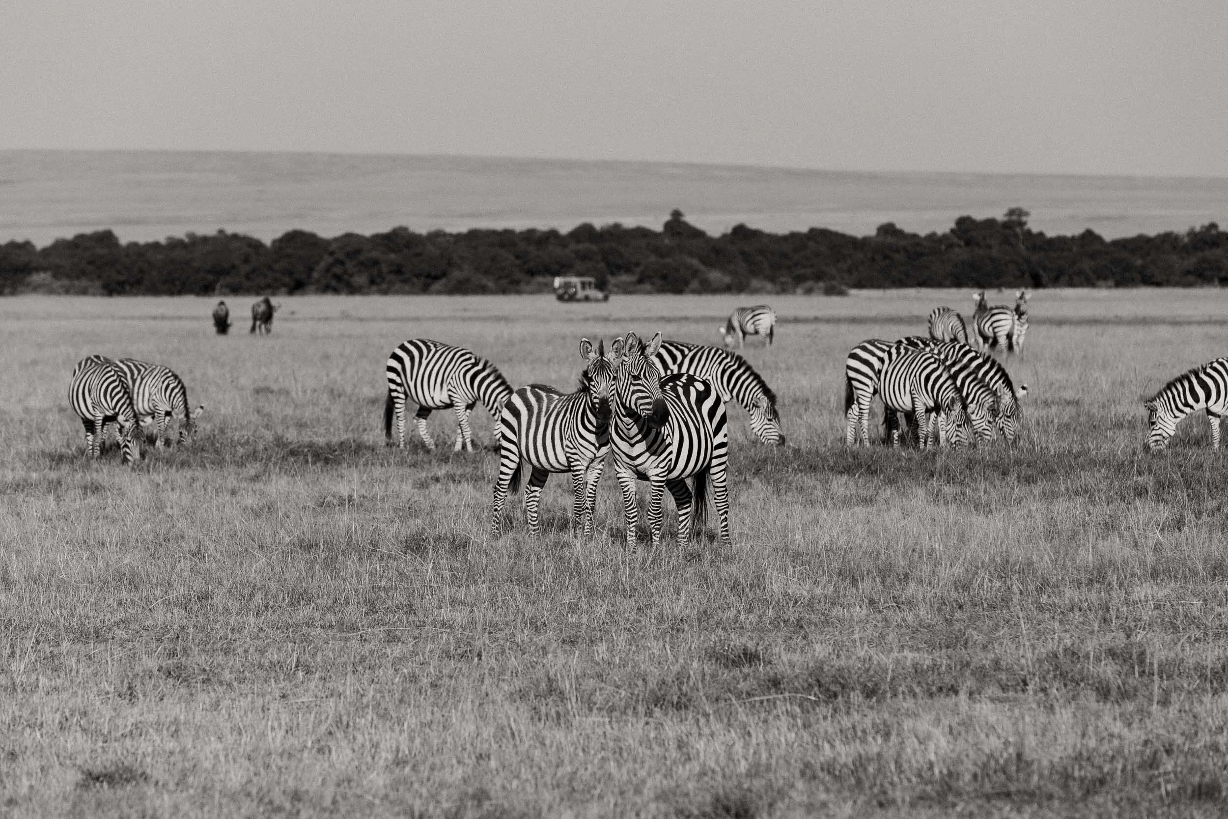 zebra herd on safari in africa