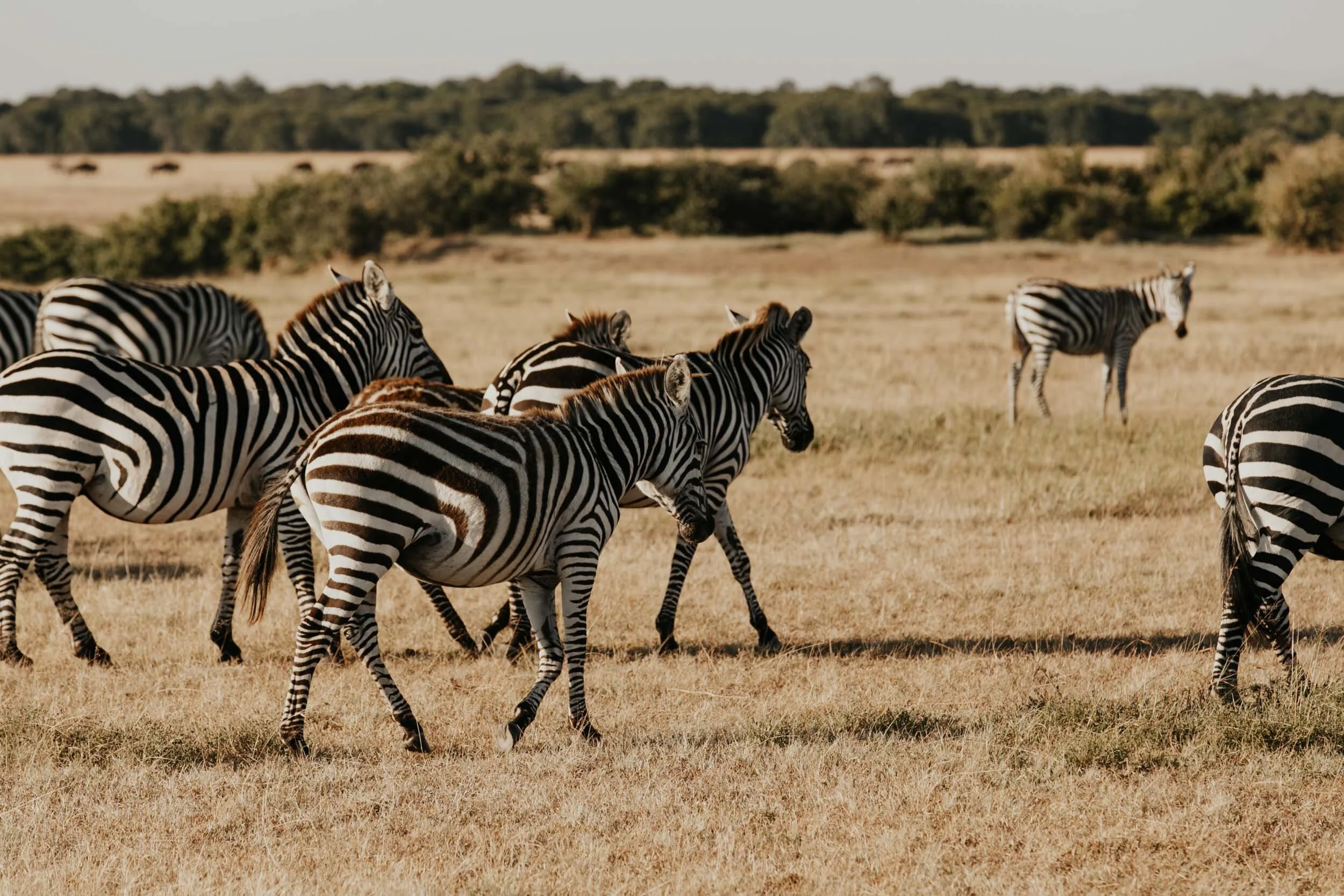 zebras in kenya africa