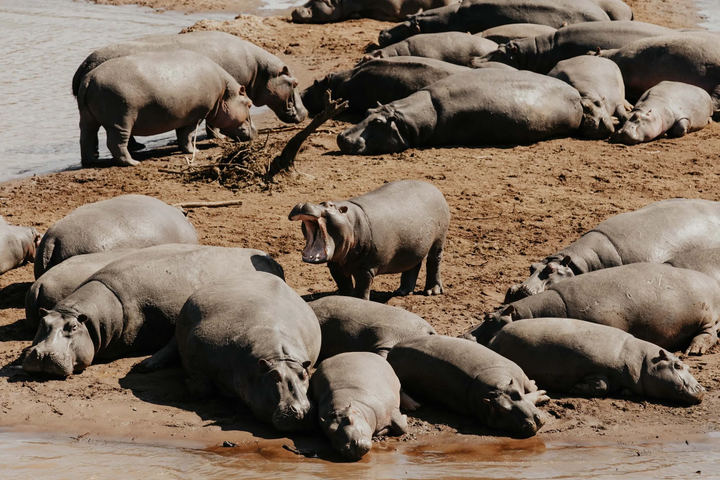 hippos sleeping in kenya africa