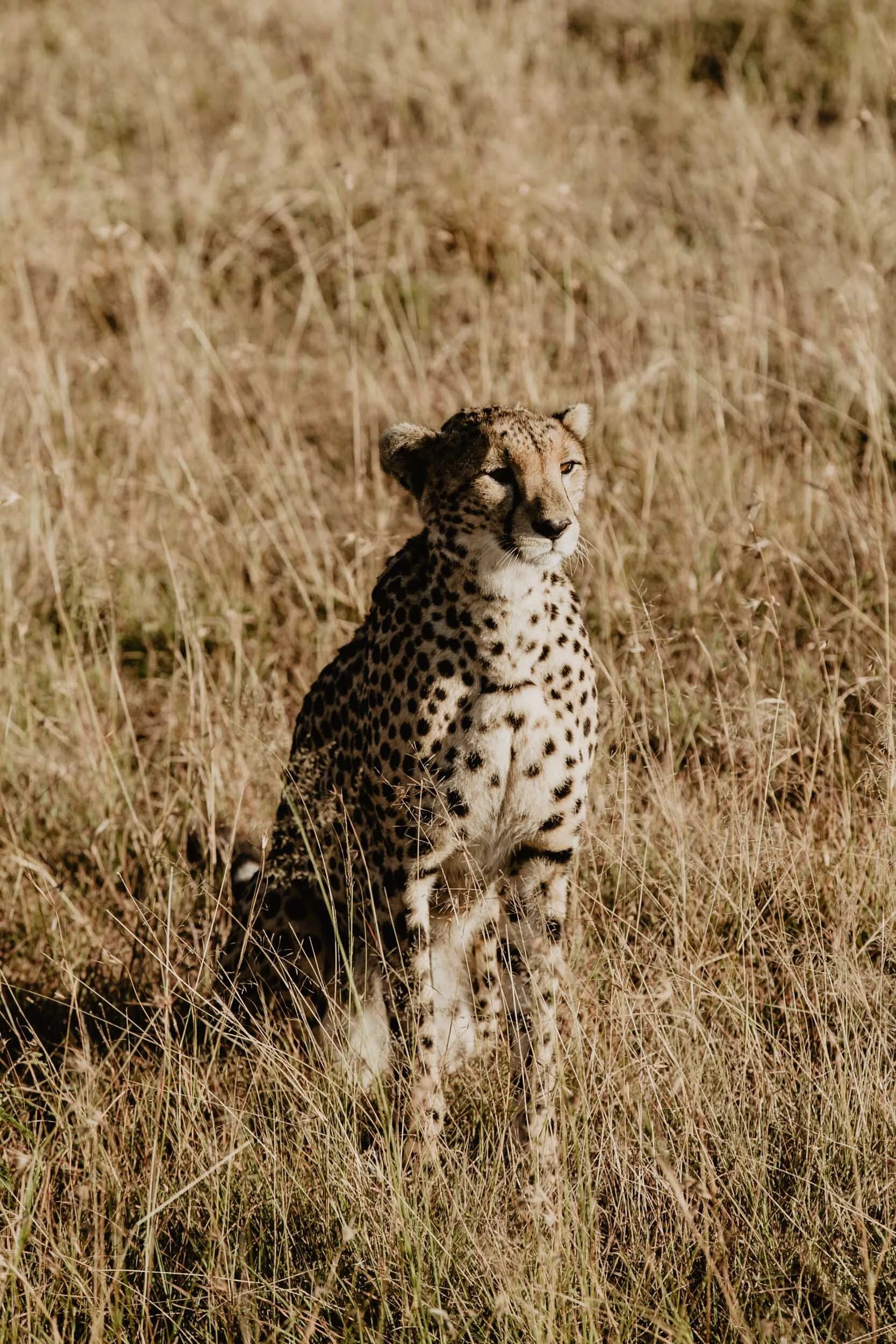 cheetah in kenya africa