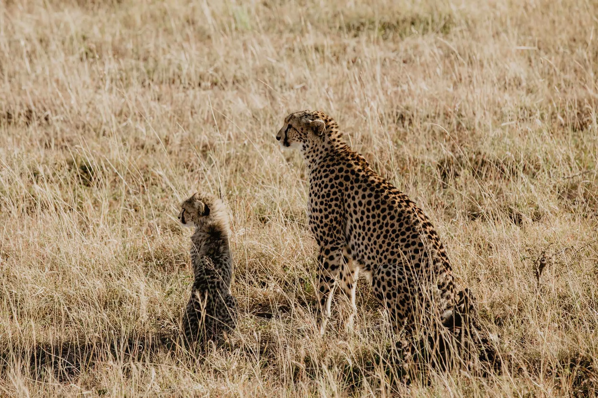 cheetah mom and cub in africa