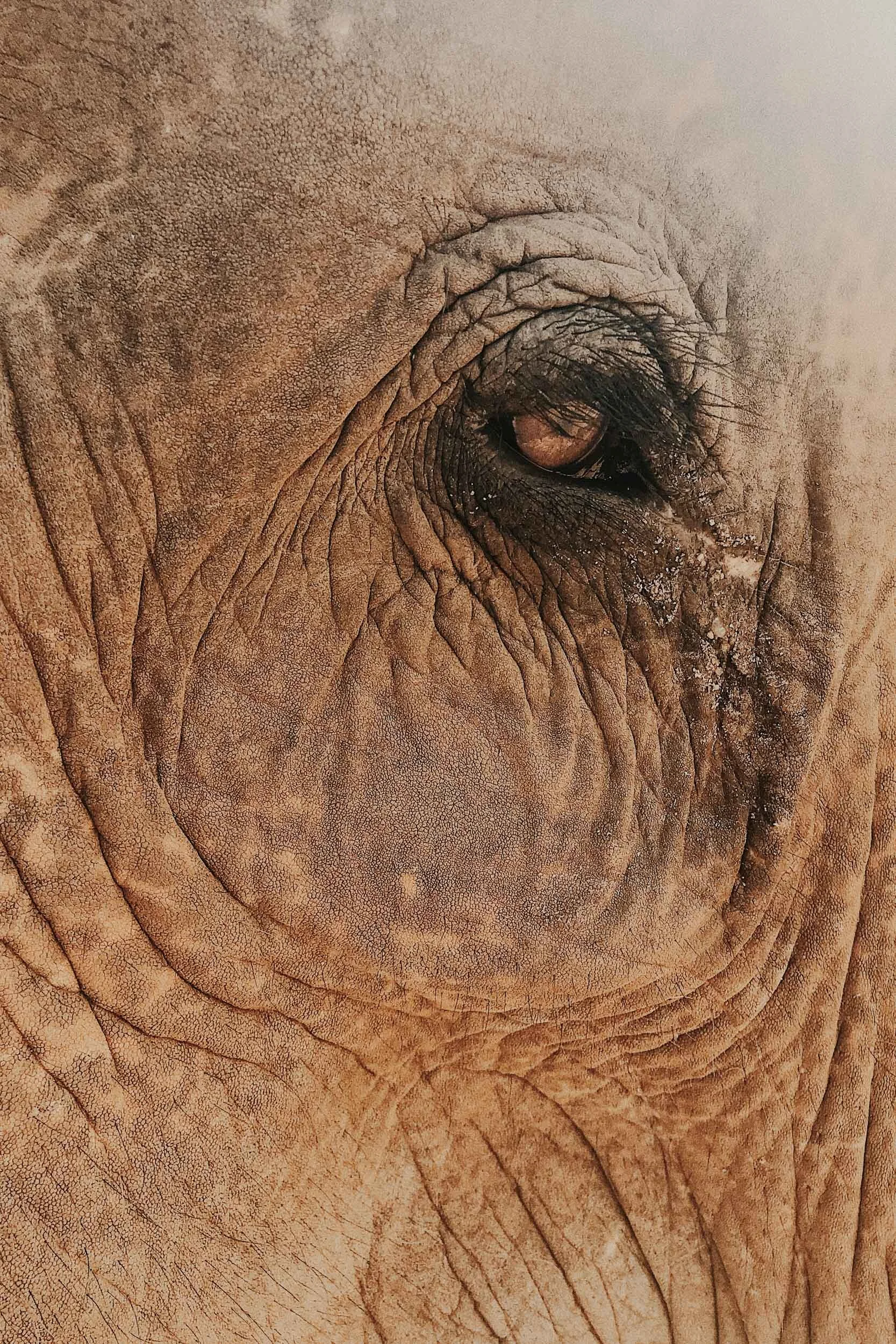 elephant eye close up