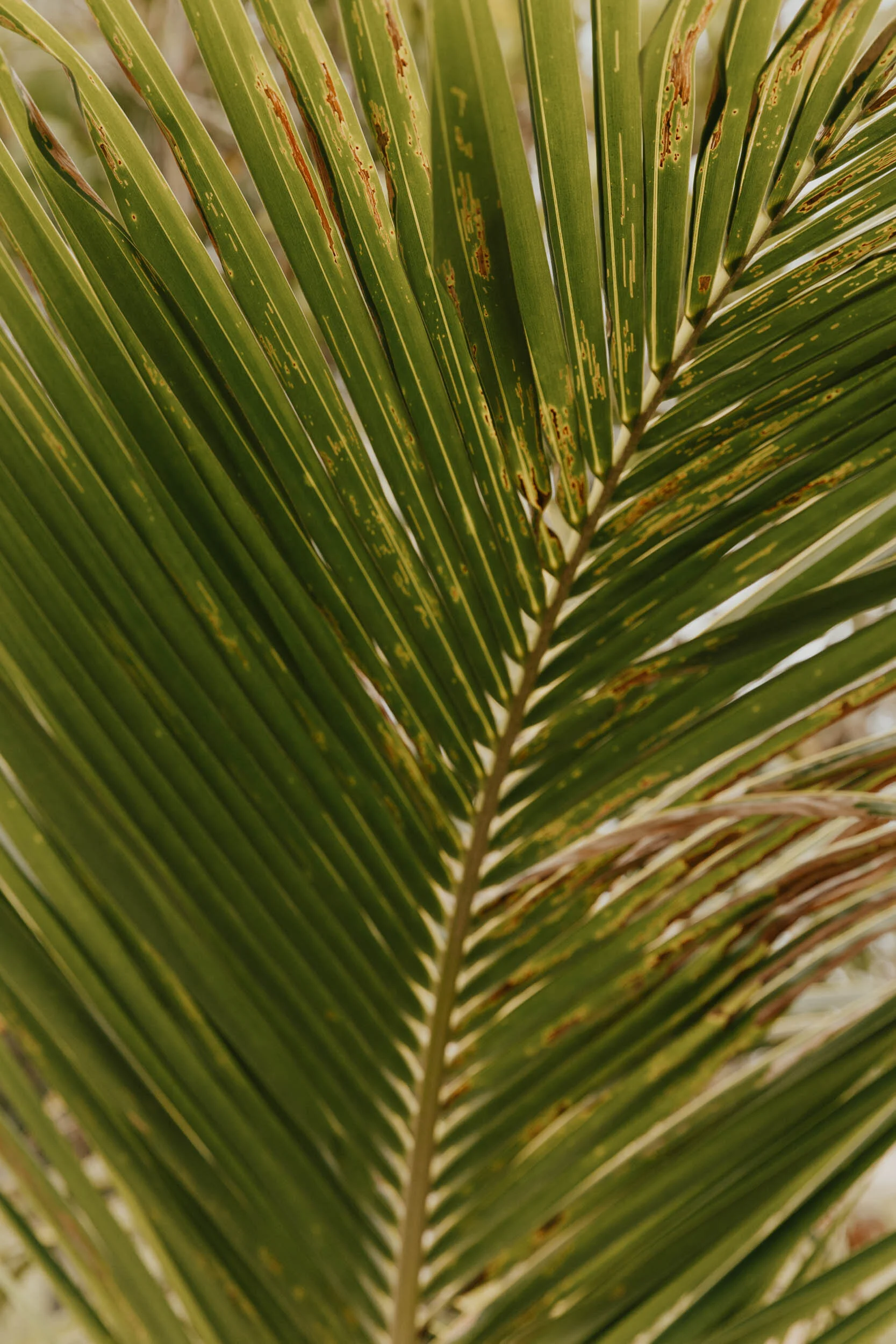 palm leaf in cambodia