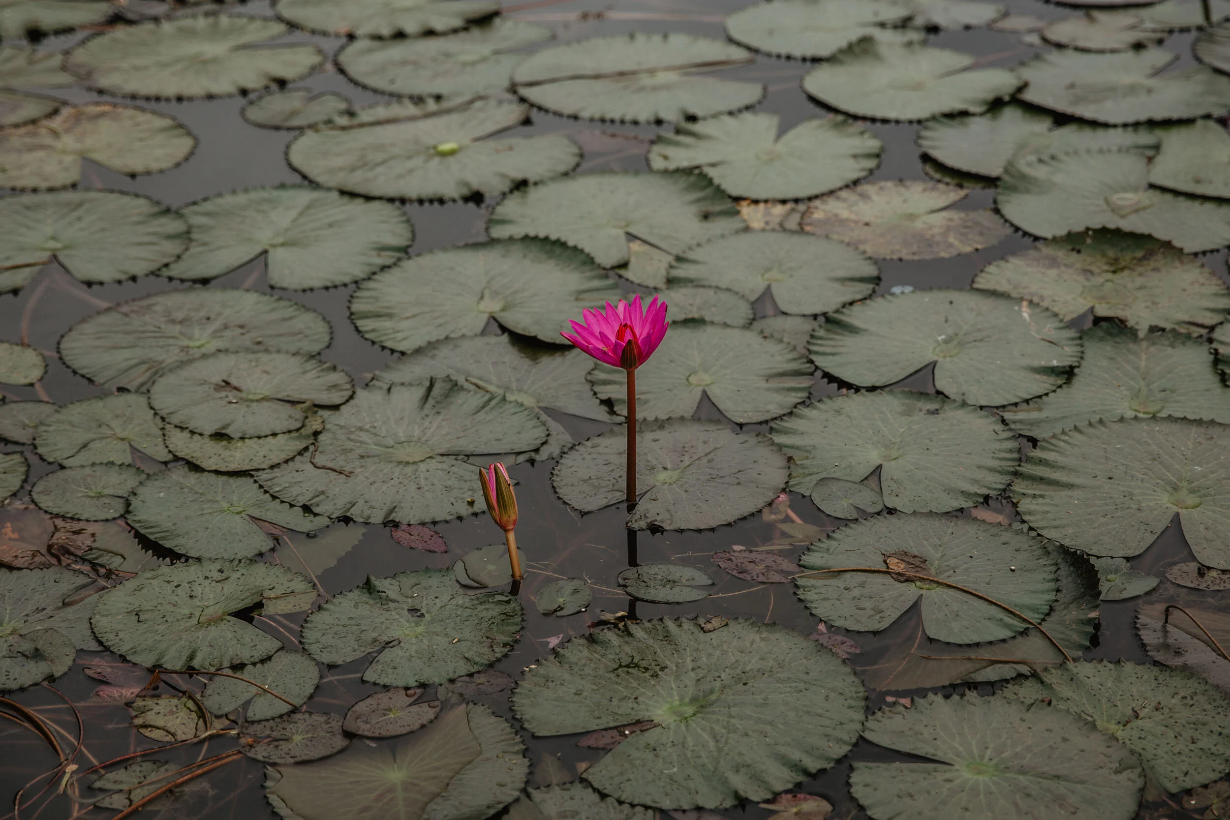 water lilies angkor wat cambodia