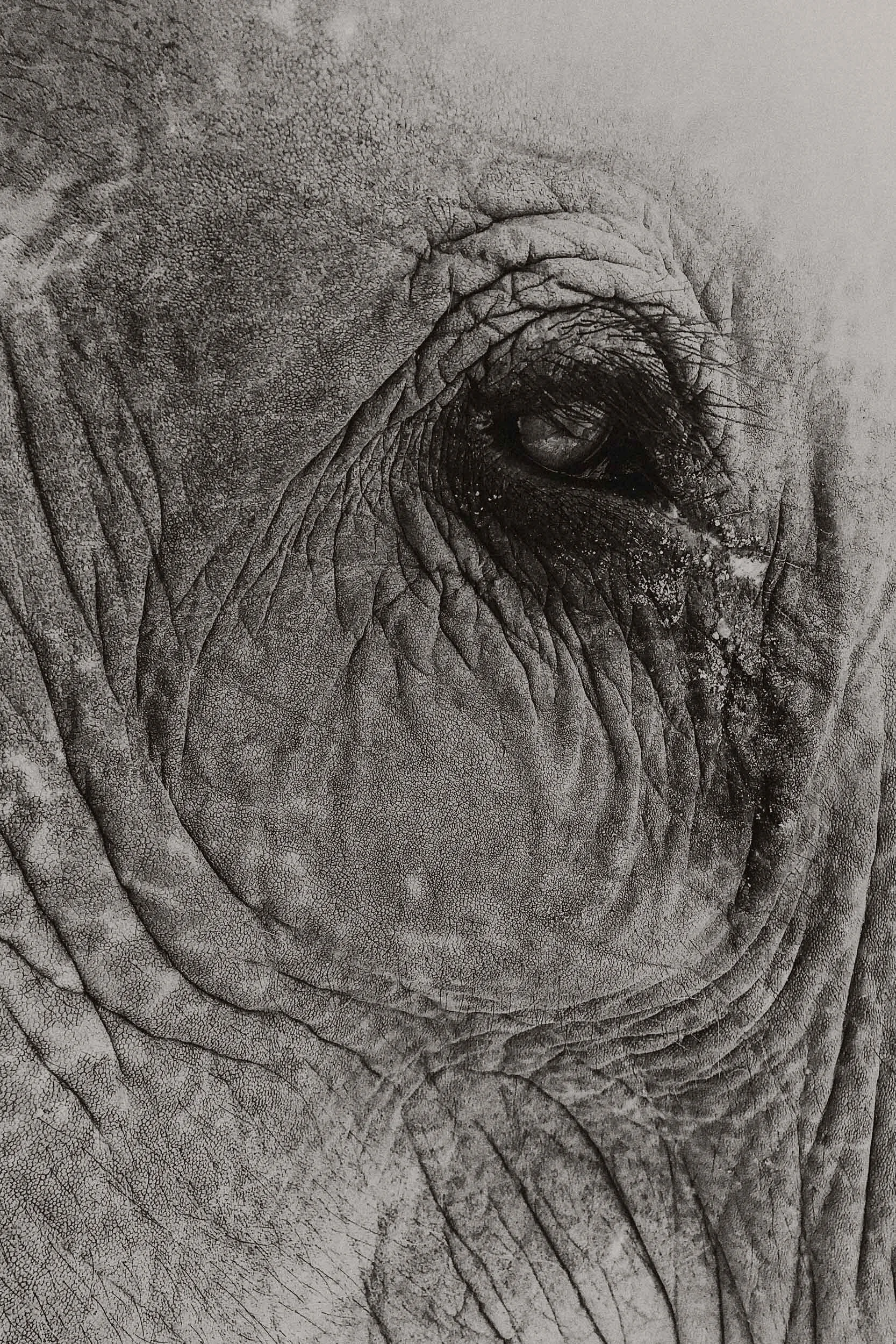 elephant eye close up
