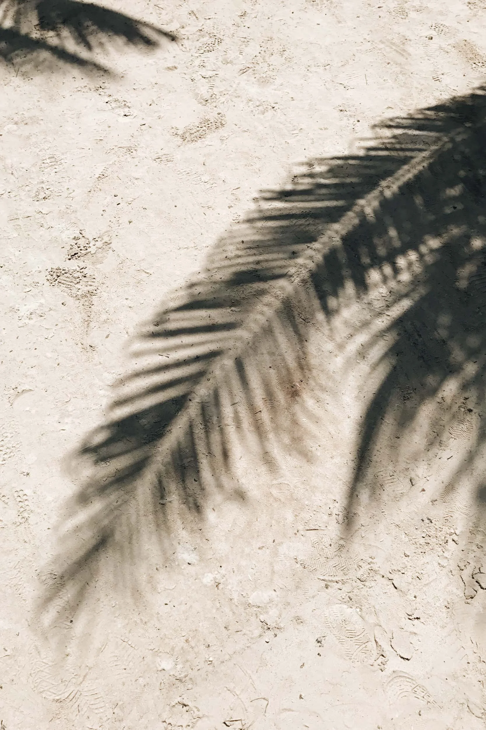 mexico palm leaf shadows