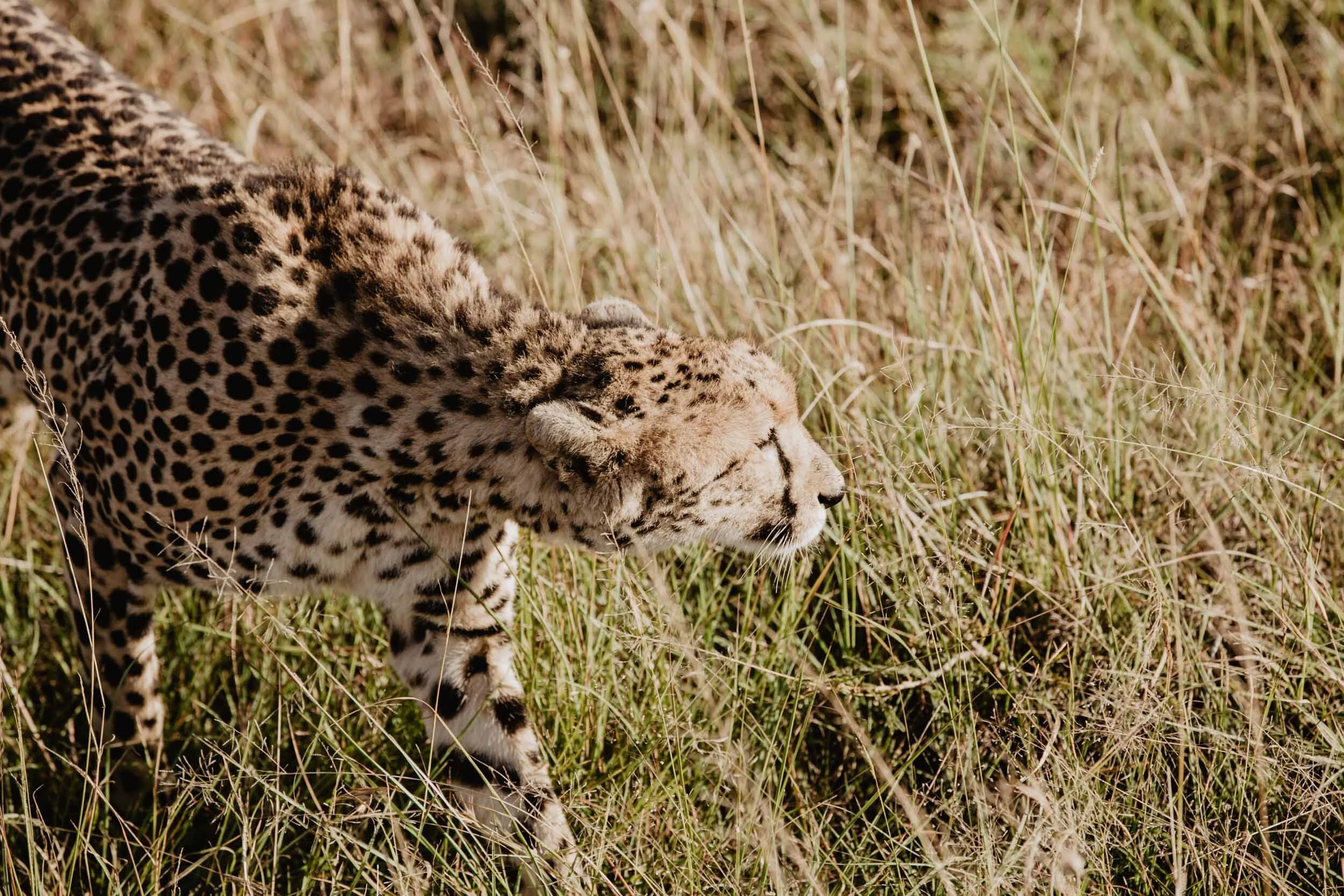cheetah stalking prey on safari