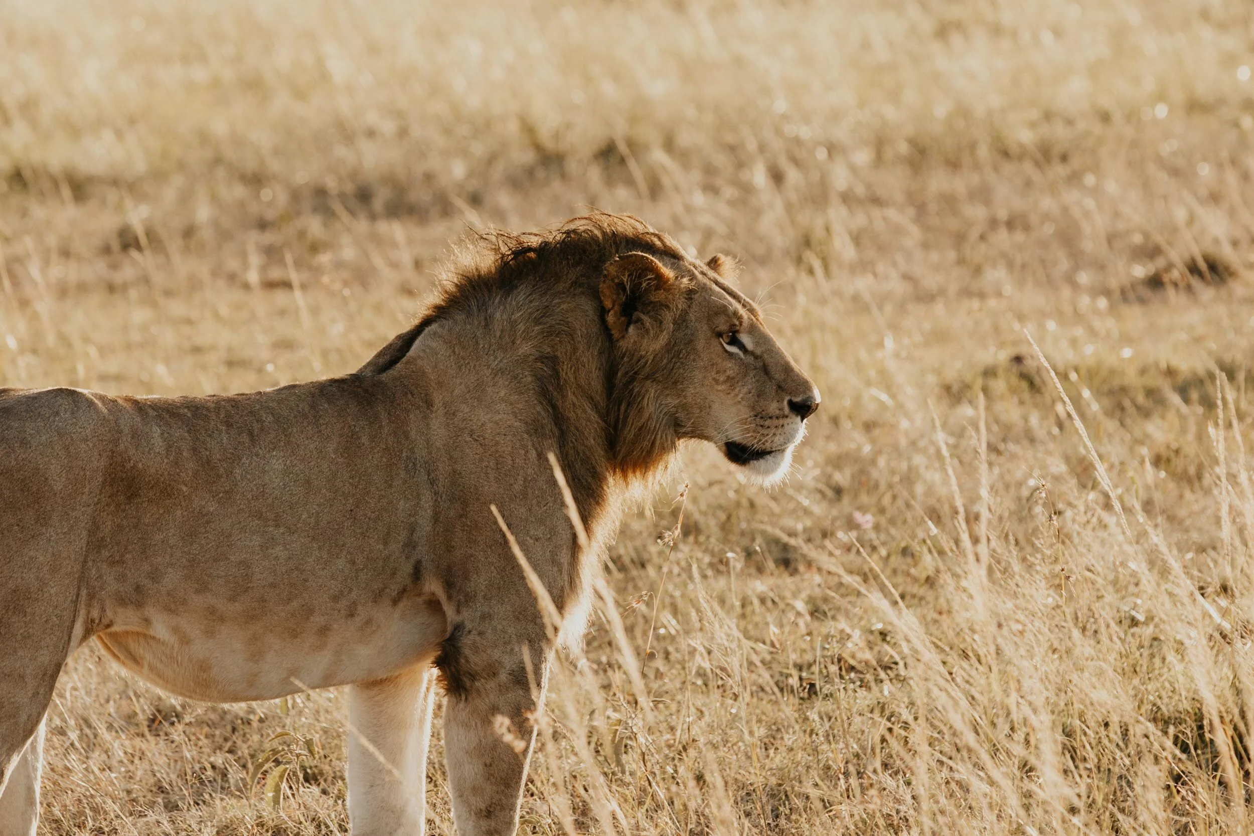 lion on safari in africa