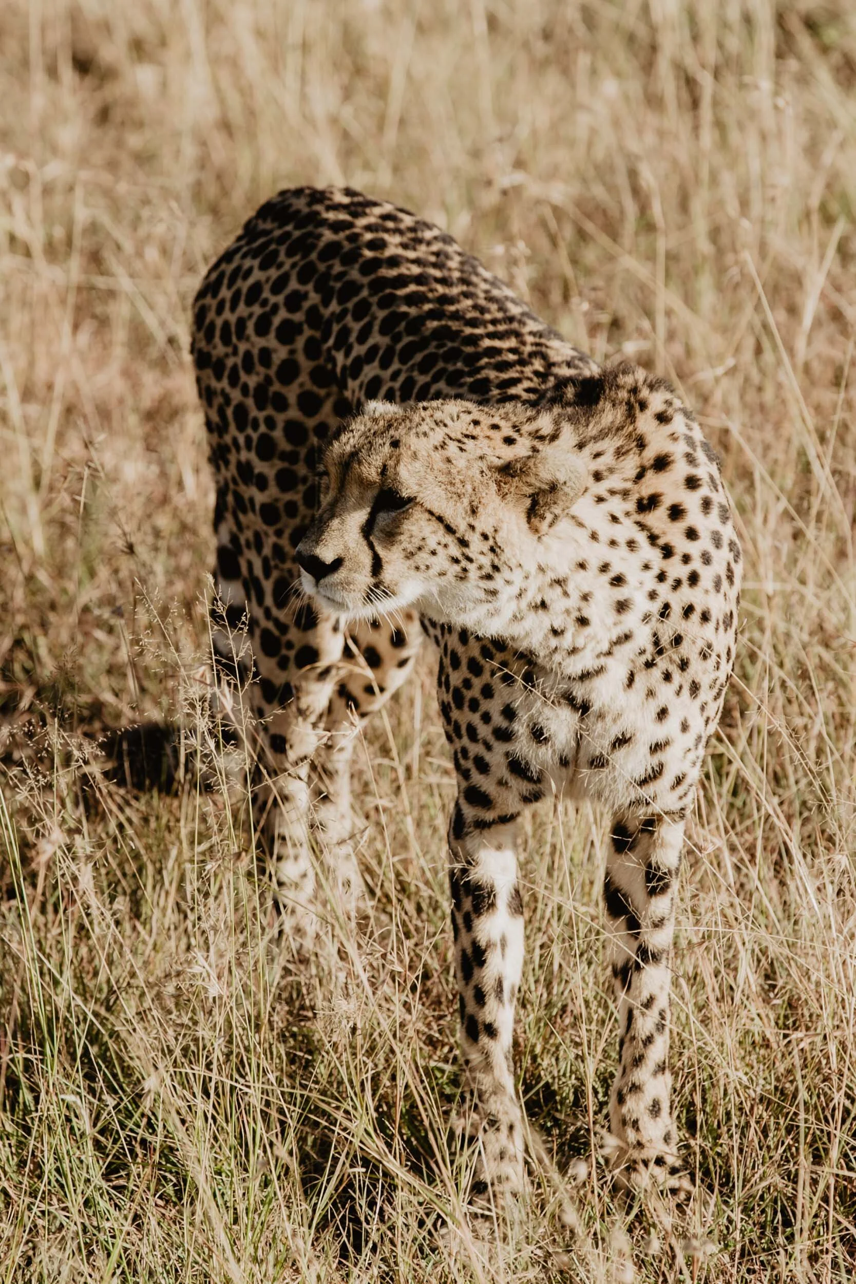 cheetah on safari in africa