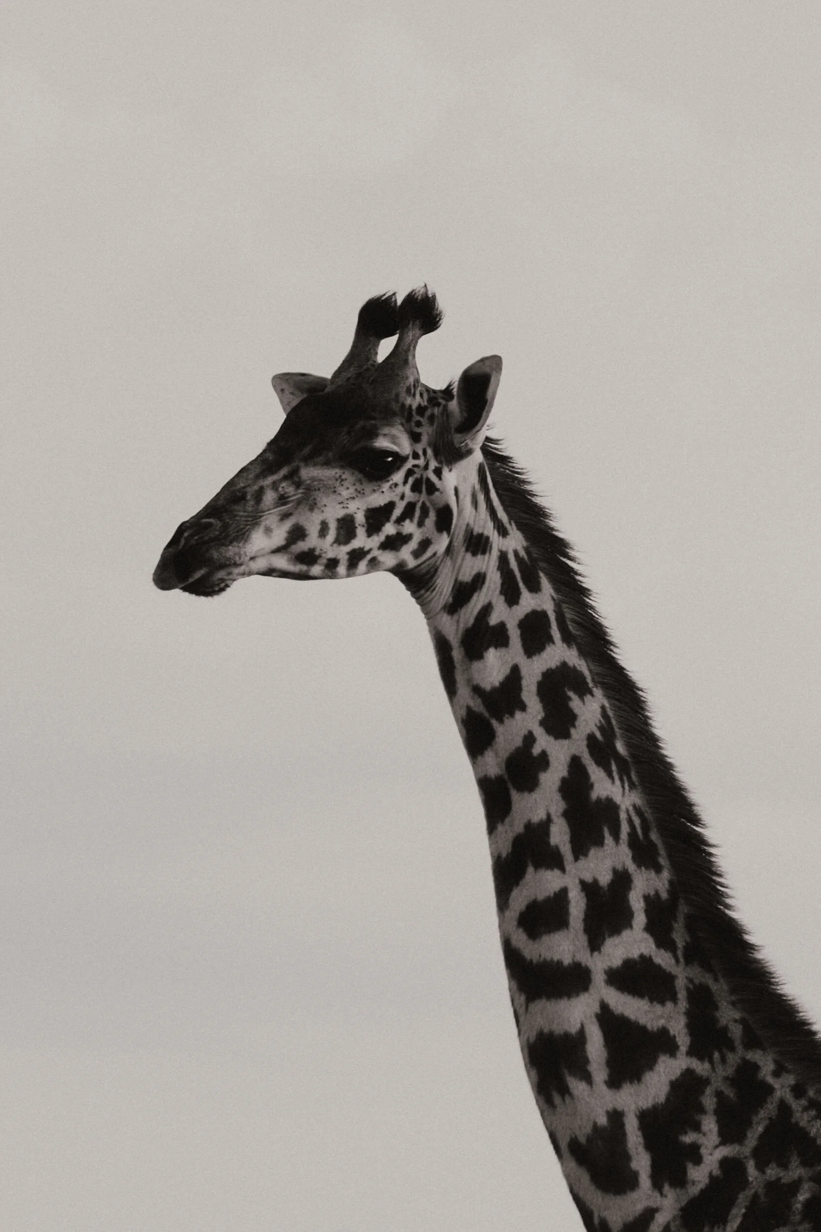 giraffe head and neck