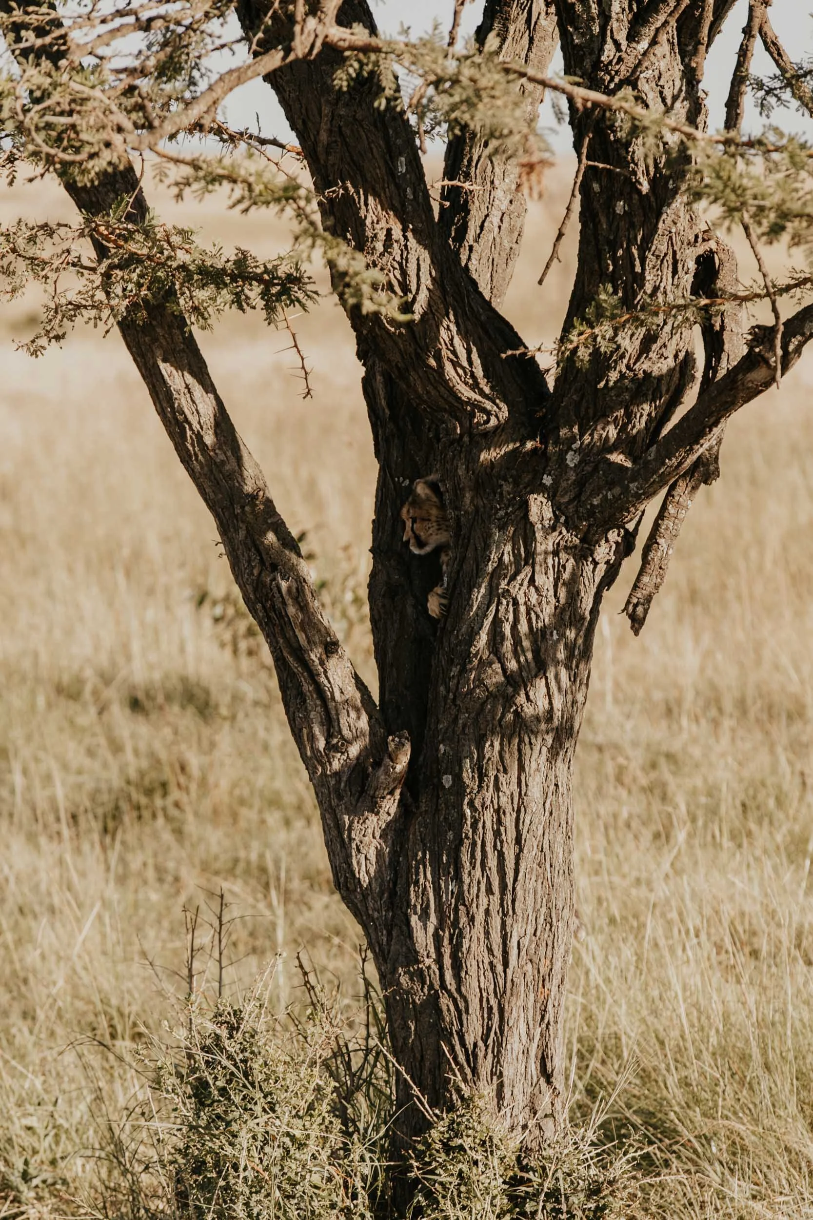 cheetah cub in a tree