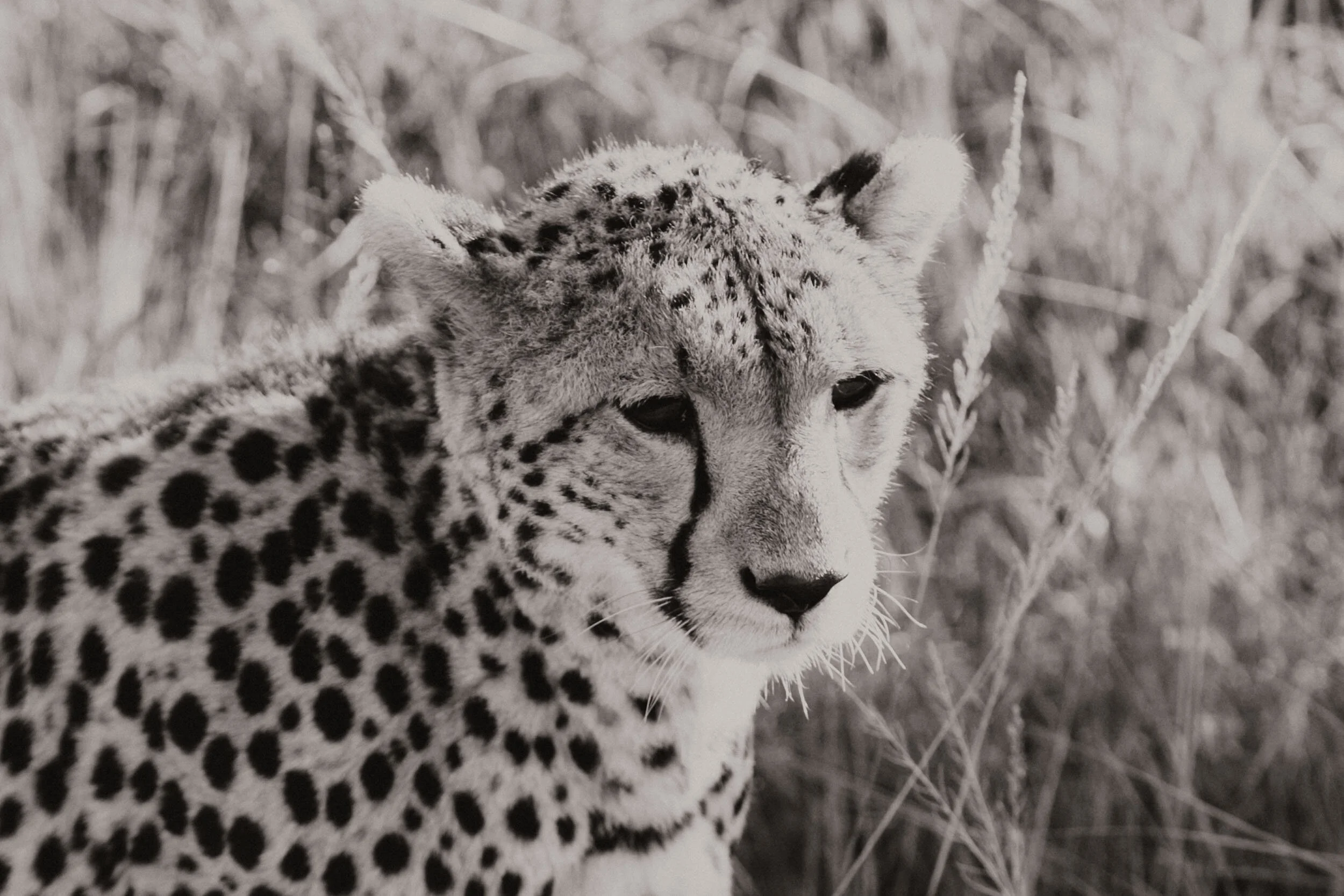 cheetah face close up on safari