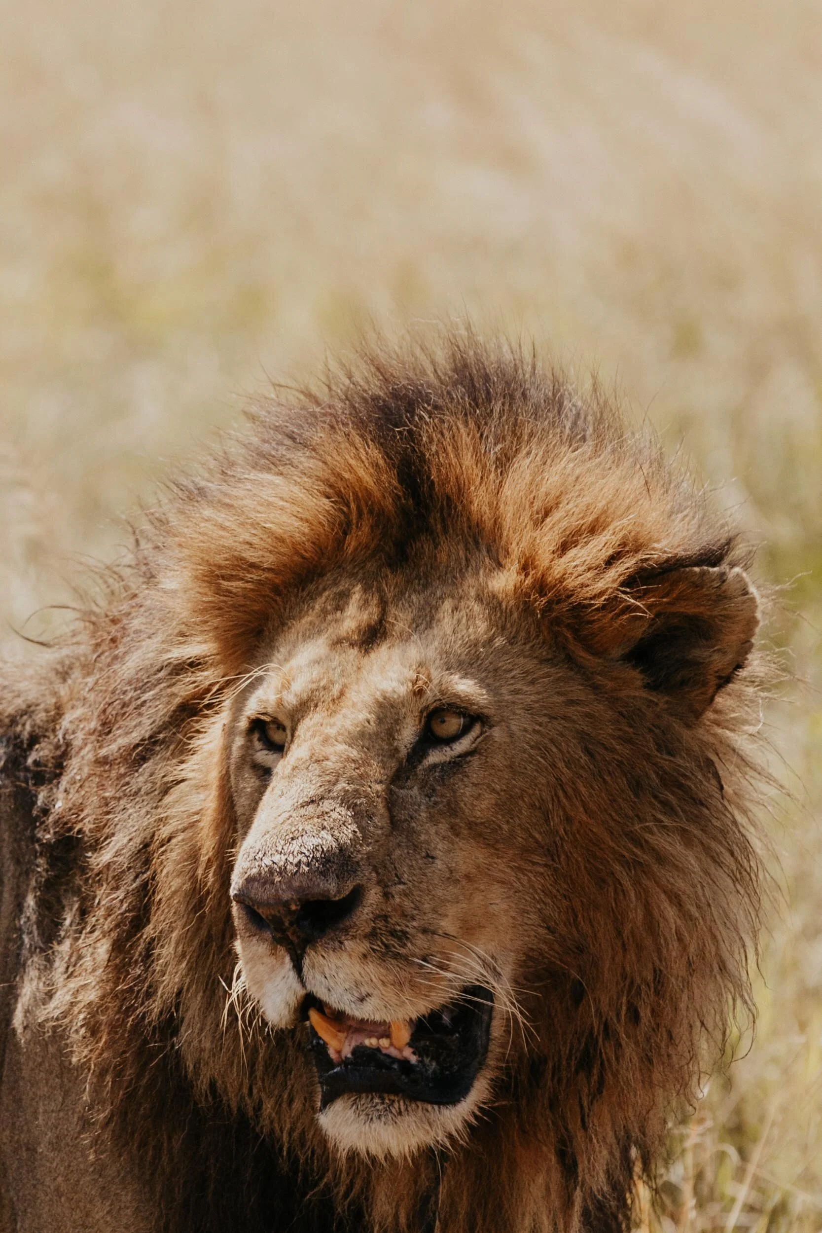 lion mane close up