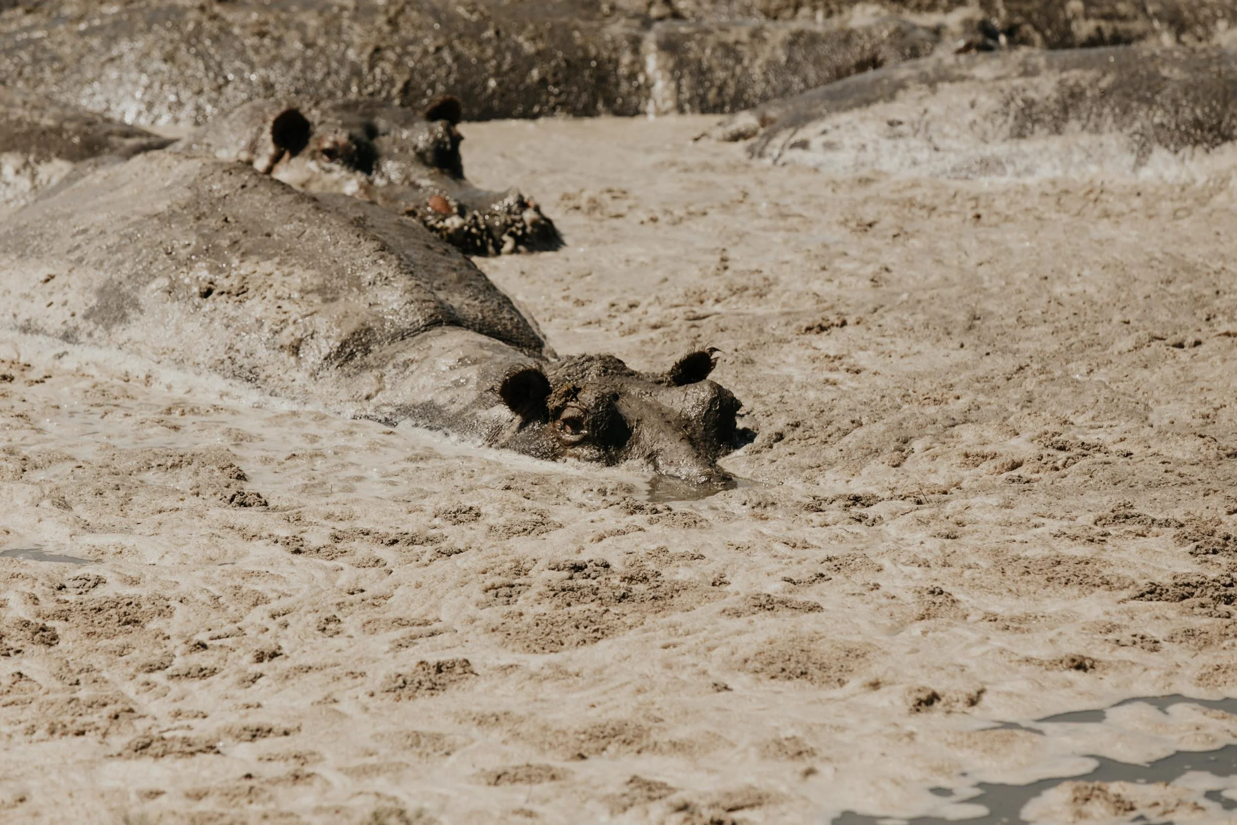 hippos in the mud
