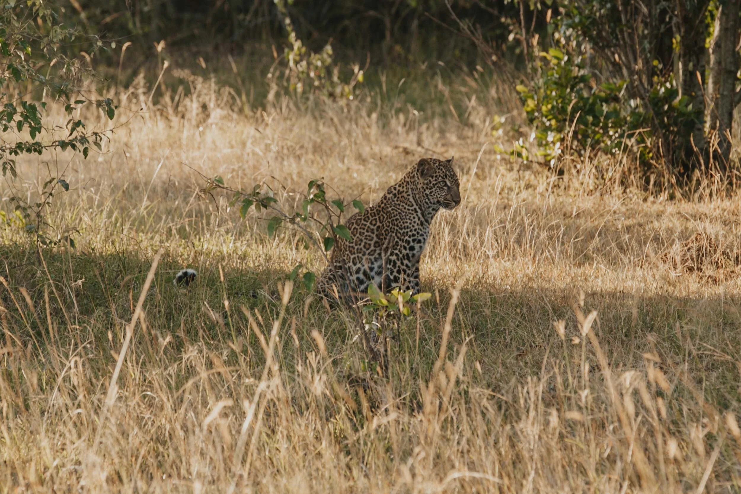 leopard in kenya africa