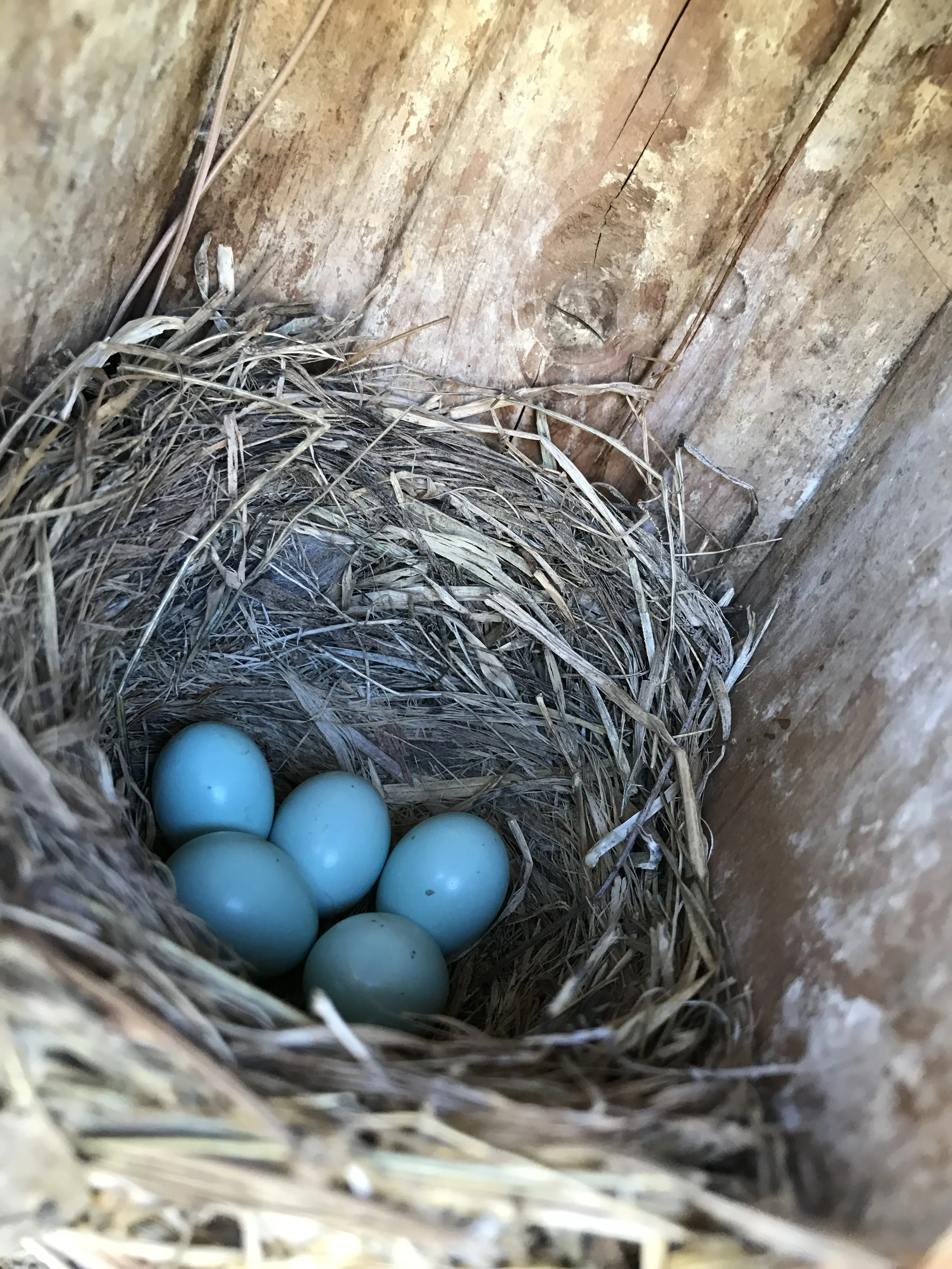 What's with all those nest boxes on the Adventure Loop?
