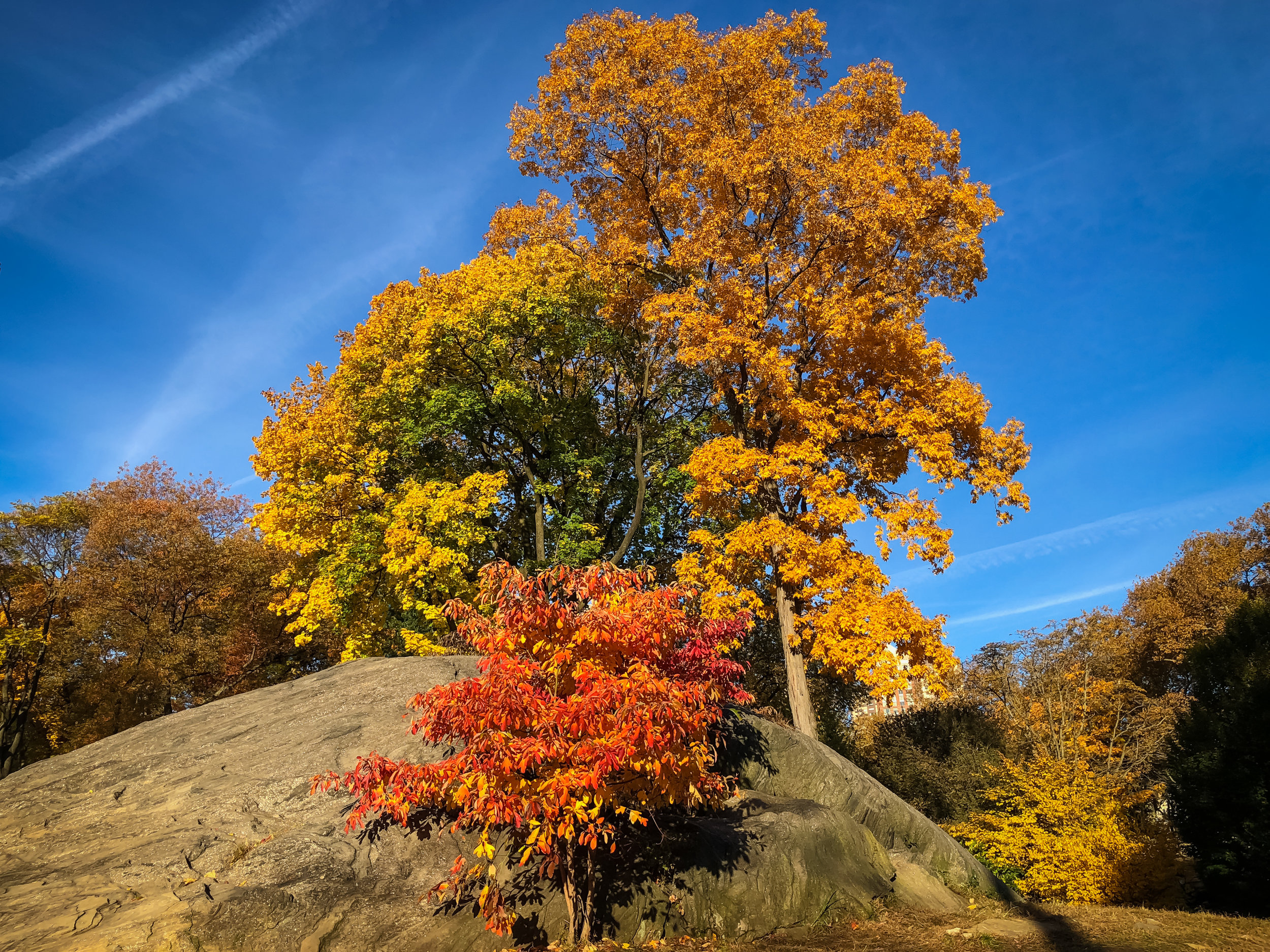 AUTUNNO A NEW YORK CITY: DOMENICA MATTINA, 4 NOVEMBRE 2018, CENTRAL PARK. FOTO: @LUCAS COMPAN