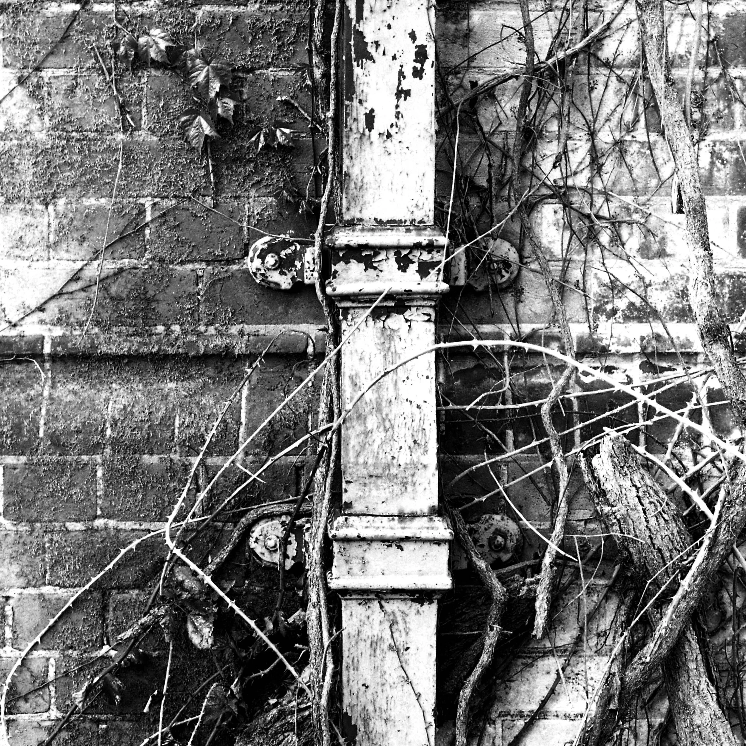 Scan of a FP4 negative taken with a Pentax KX 35 mm camera, 55 1.8 lens.