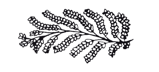 HONEYROOT_COLLECTIVE copy.png