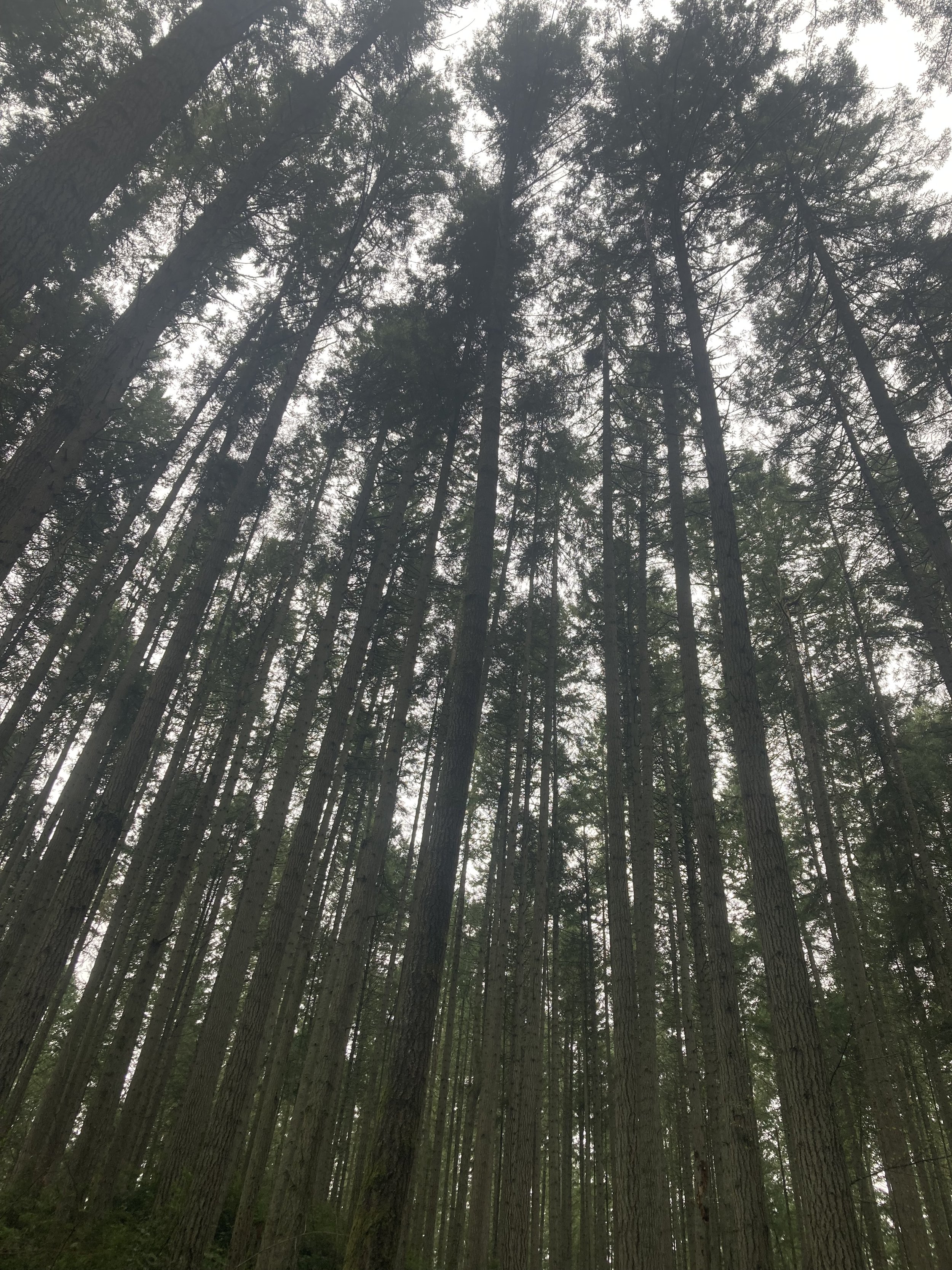 NURTURING TREE MEDITATION (audio)