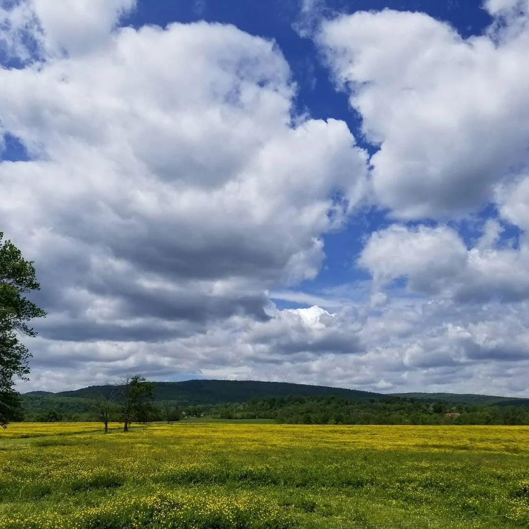 Green Spring Farm Meadow.jpg