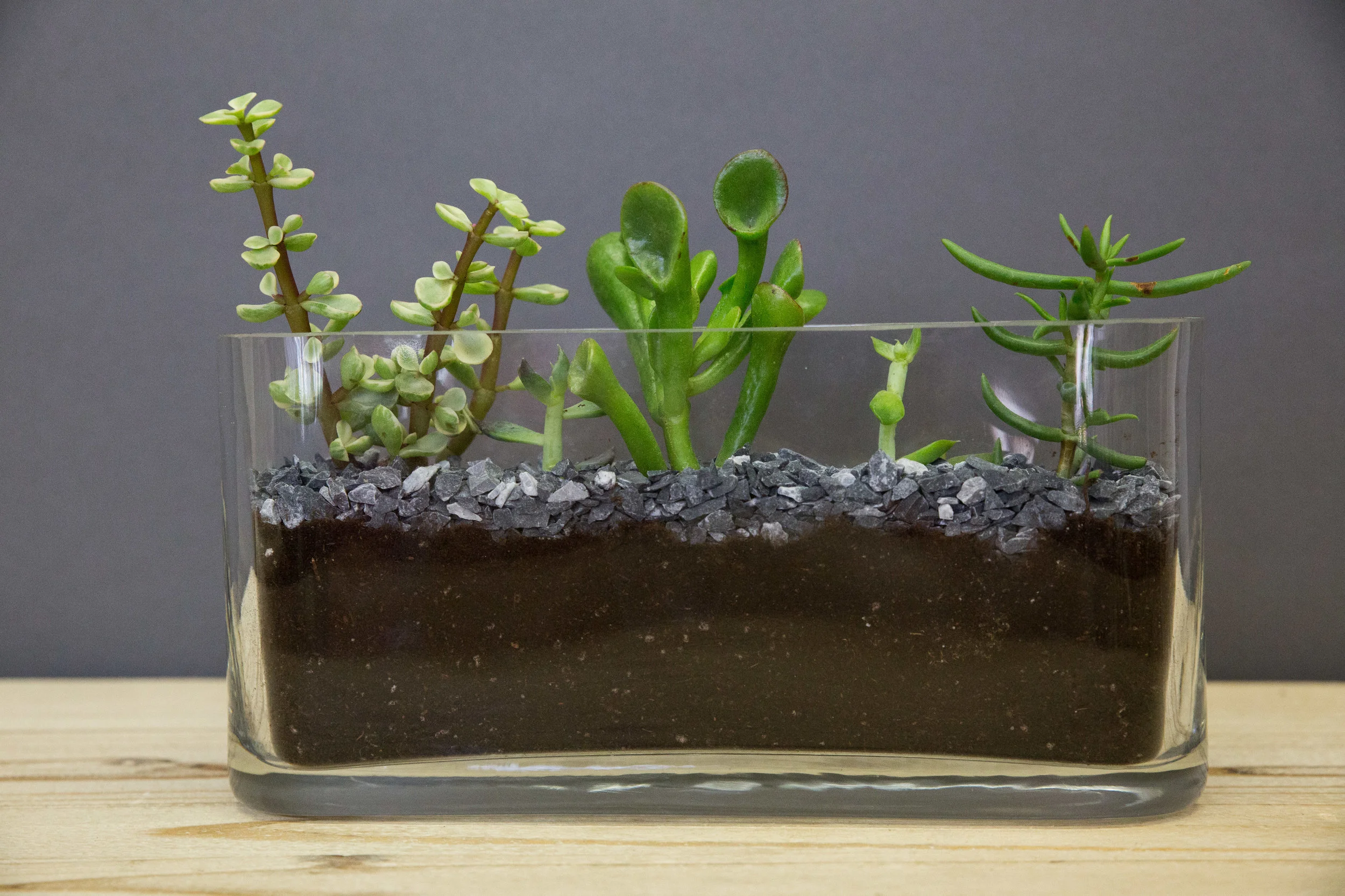 $100 arrangement-2.jpg