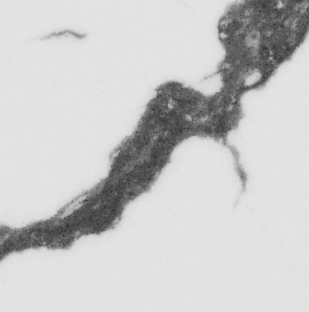 Pental Quartz Statuario Honed Best Listra Pental Quartz (Pictures