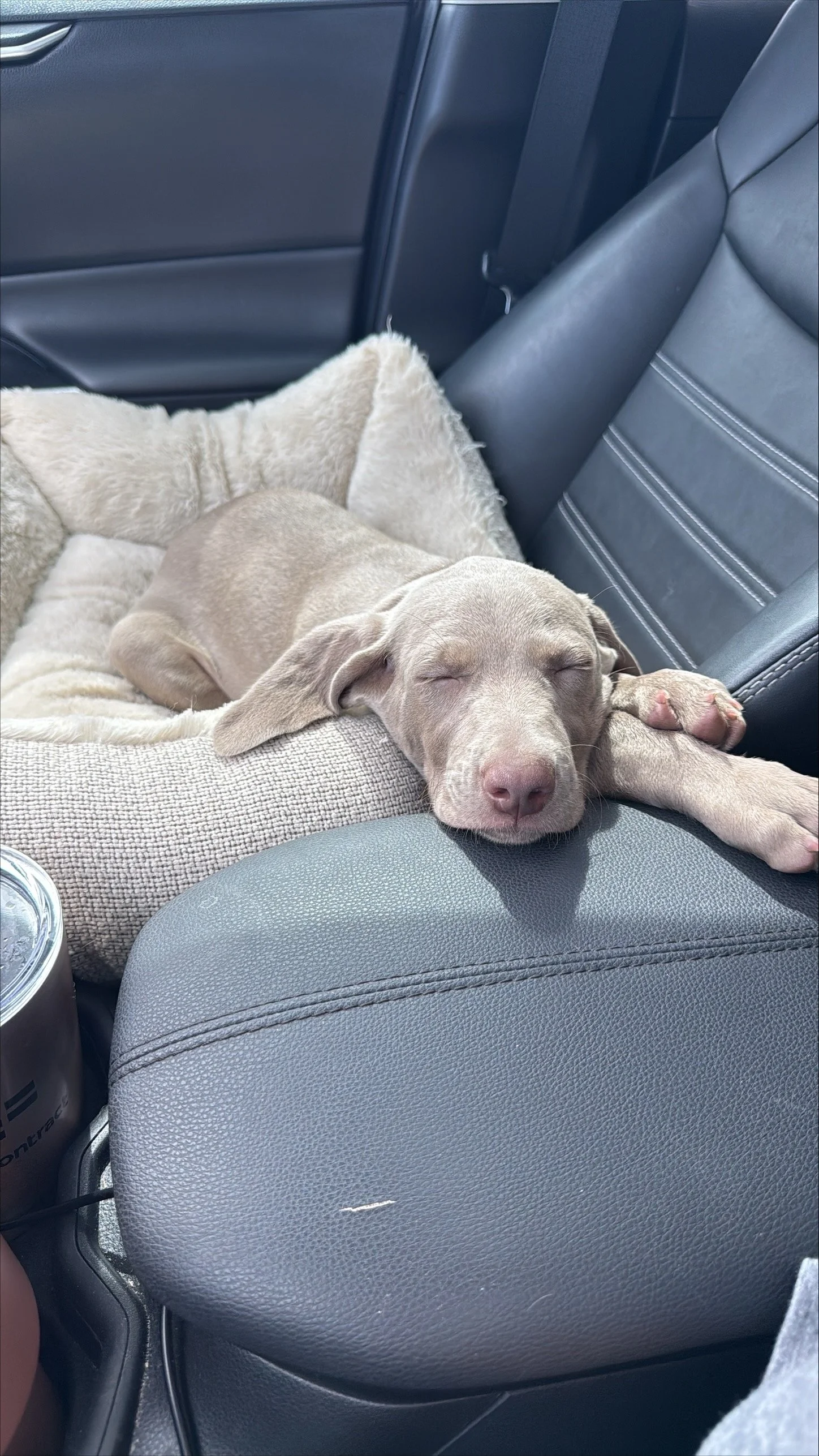 Maggie - Emily R.jpg