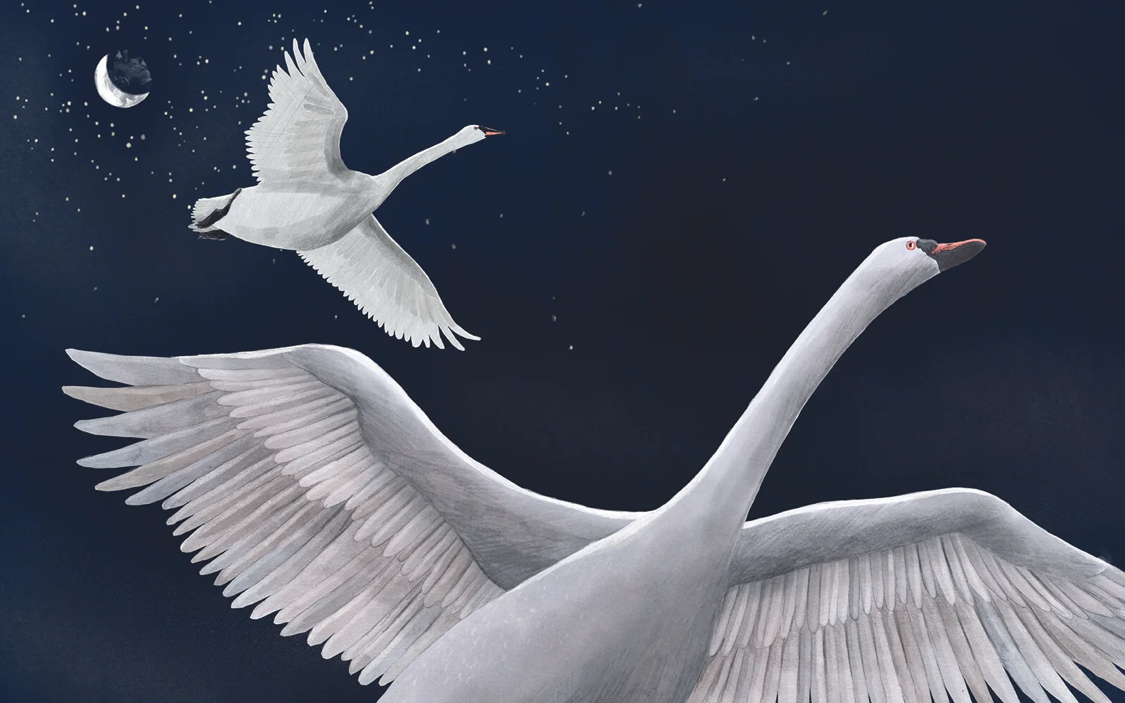 Melusine_Swans_72dpi.jpg