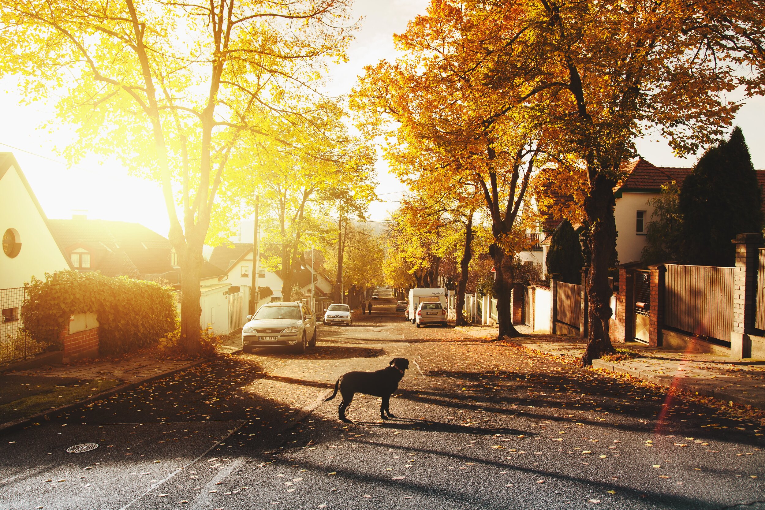 dog-on-concrete-road-688835.jpg