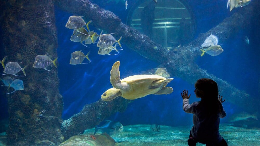 Virginia-Beach-Aquarium.jpg