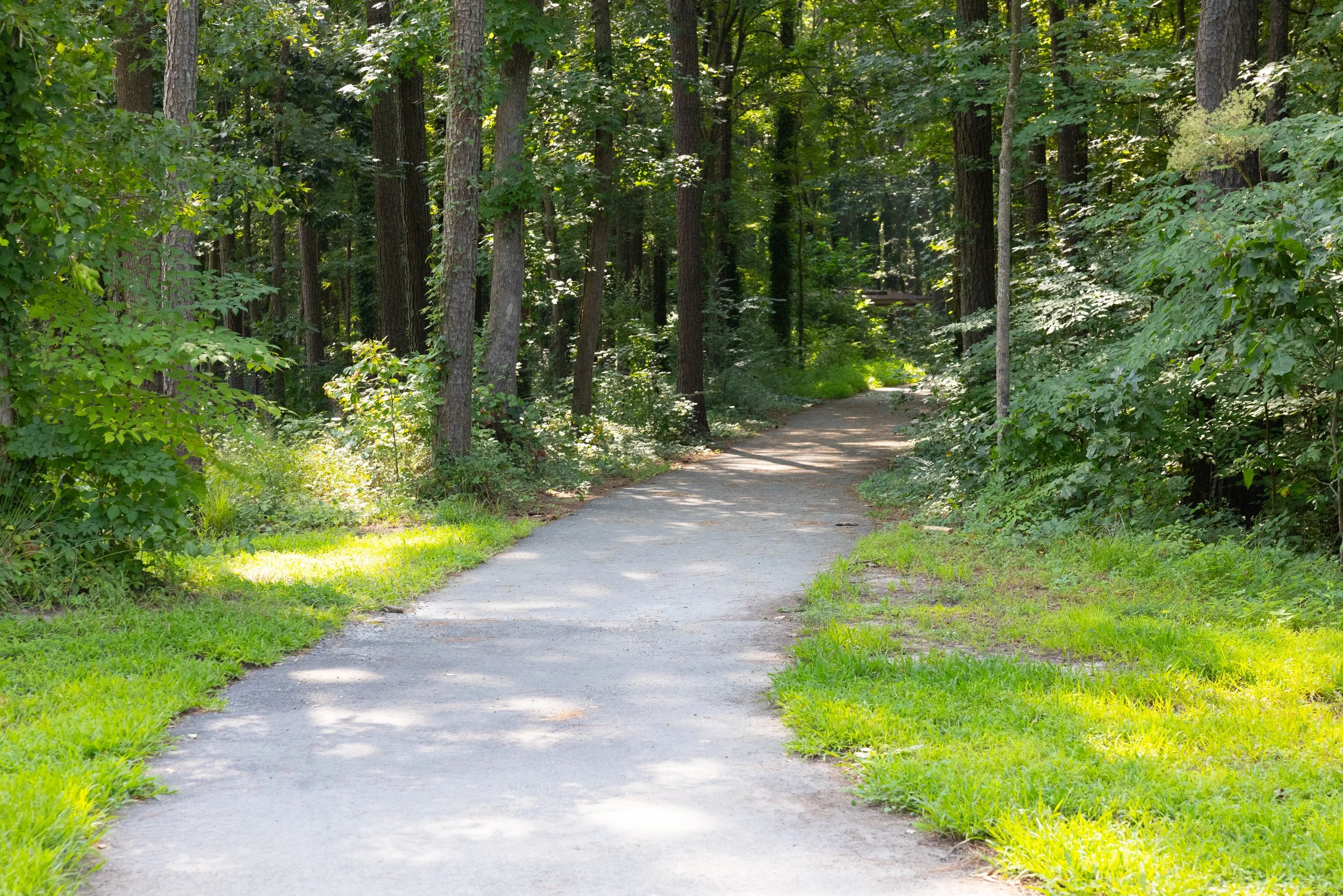 Forest path surrounded by green trees and vegetation on a sunny day.