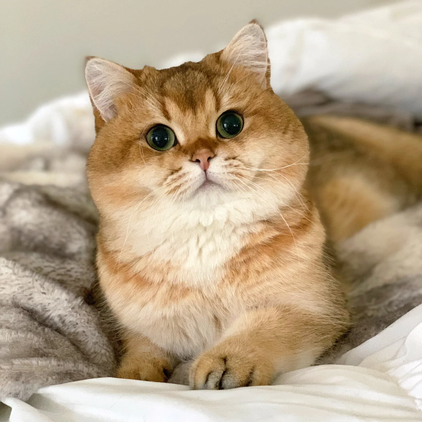 pet friendly food places near me