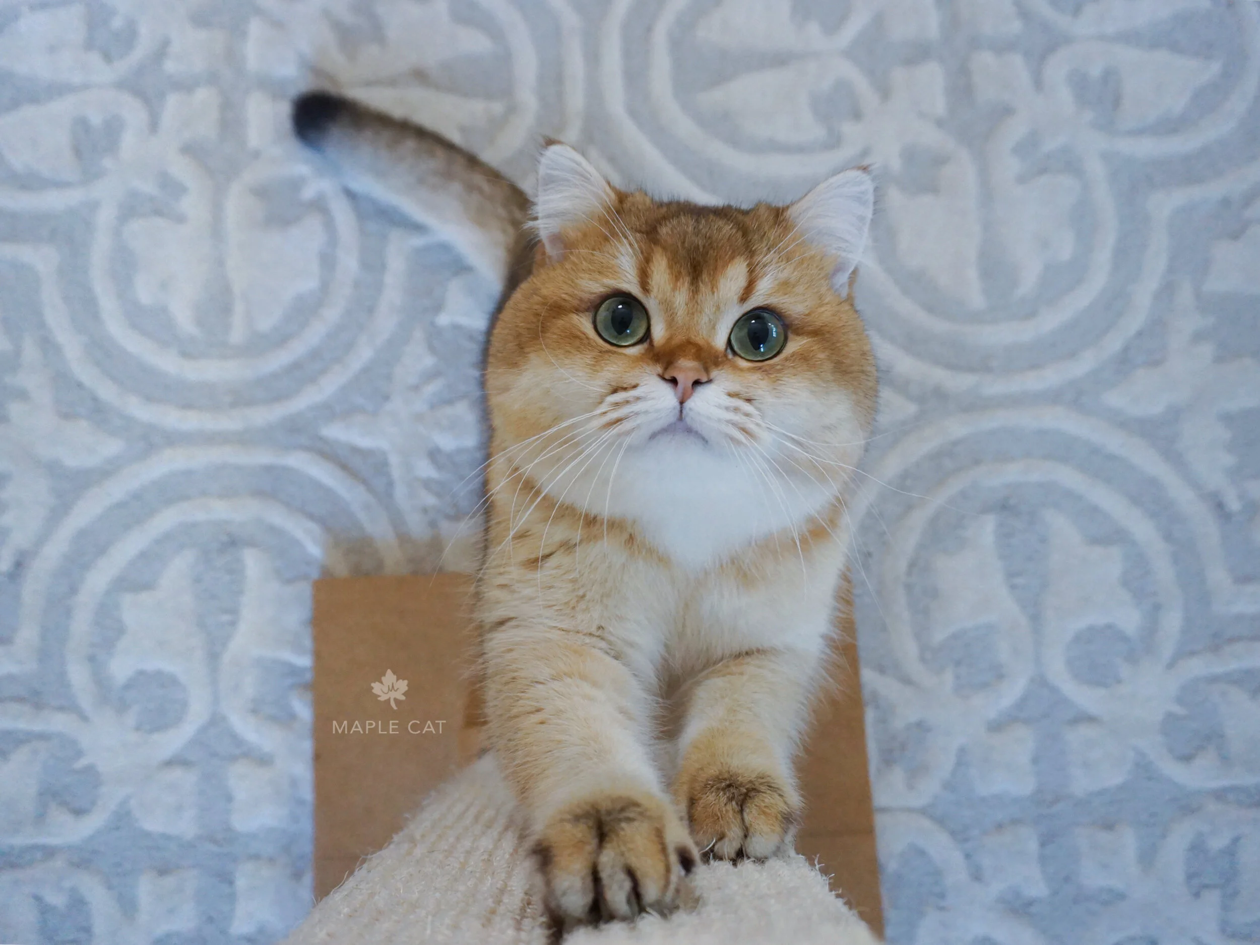 Items Every New Cat Owner Needs