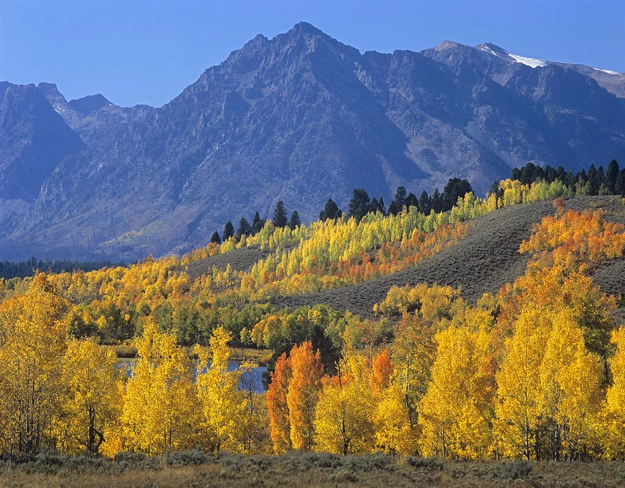 quaking-aspen-forest-in-autumn-tim-fitzharris.jpg