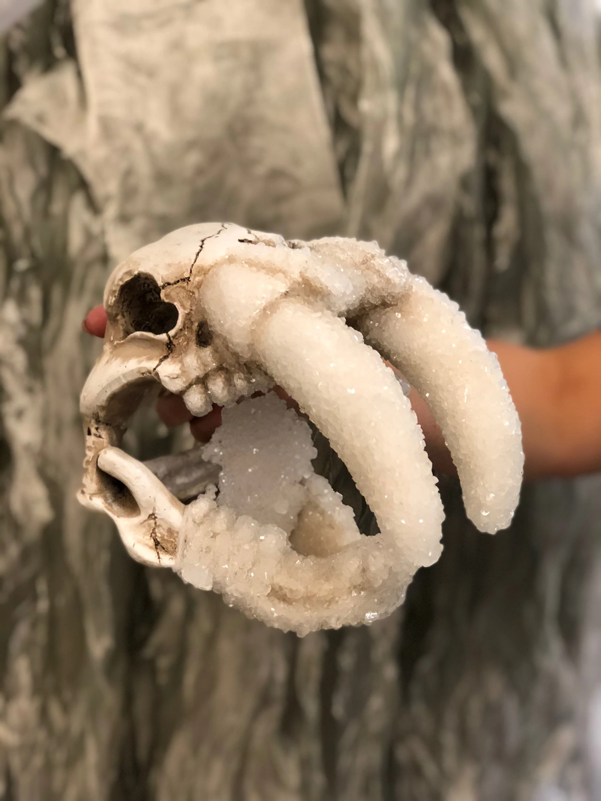 Crystal Growth : Walrus Skull (Natura Obscura)