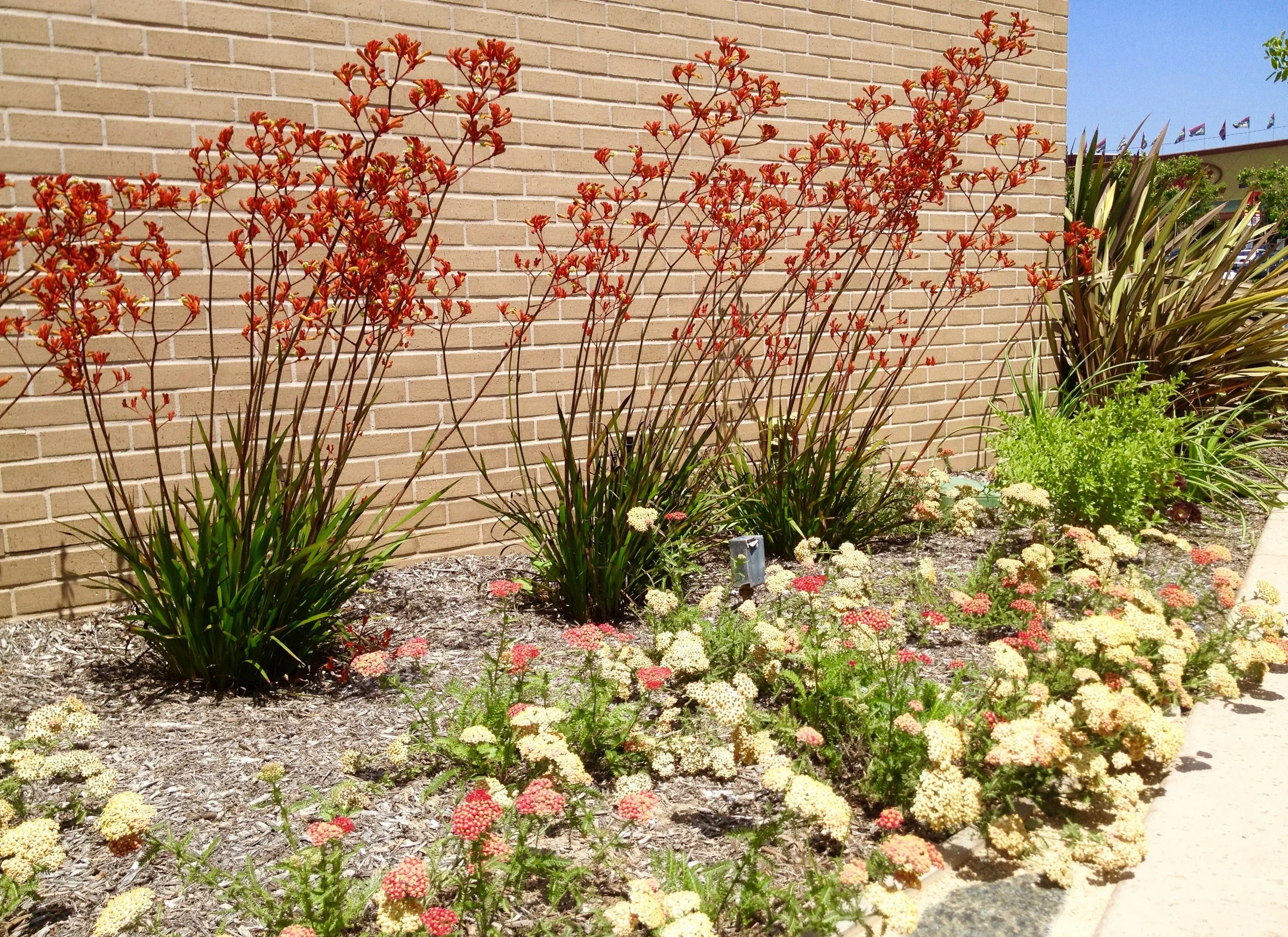 Anigozanthos, Achillea.jpg