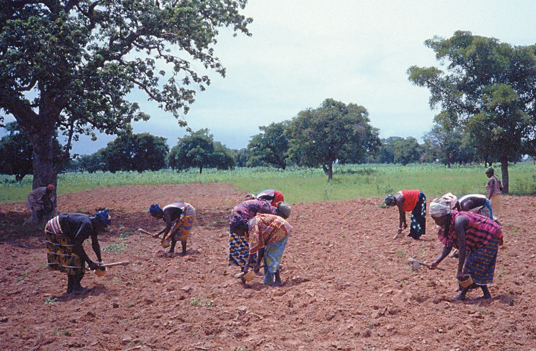Planting the communal bean field