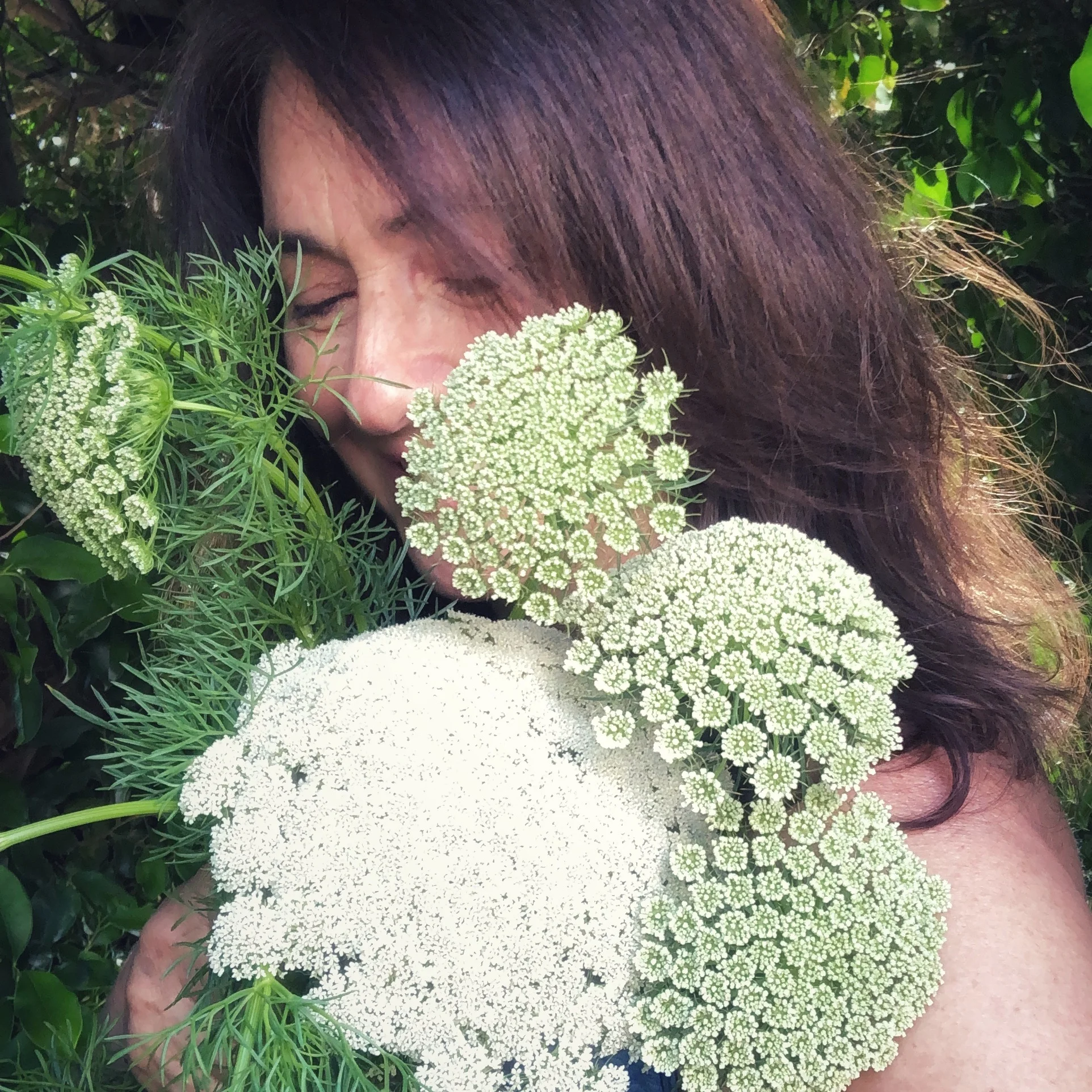 Queen Anne’s Lace - “Green Mist”