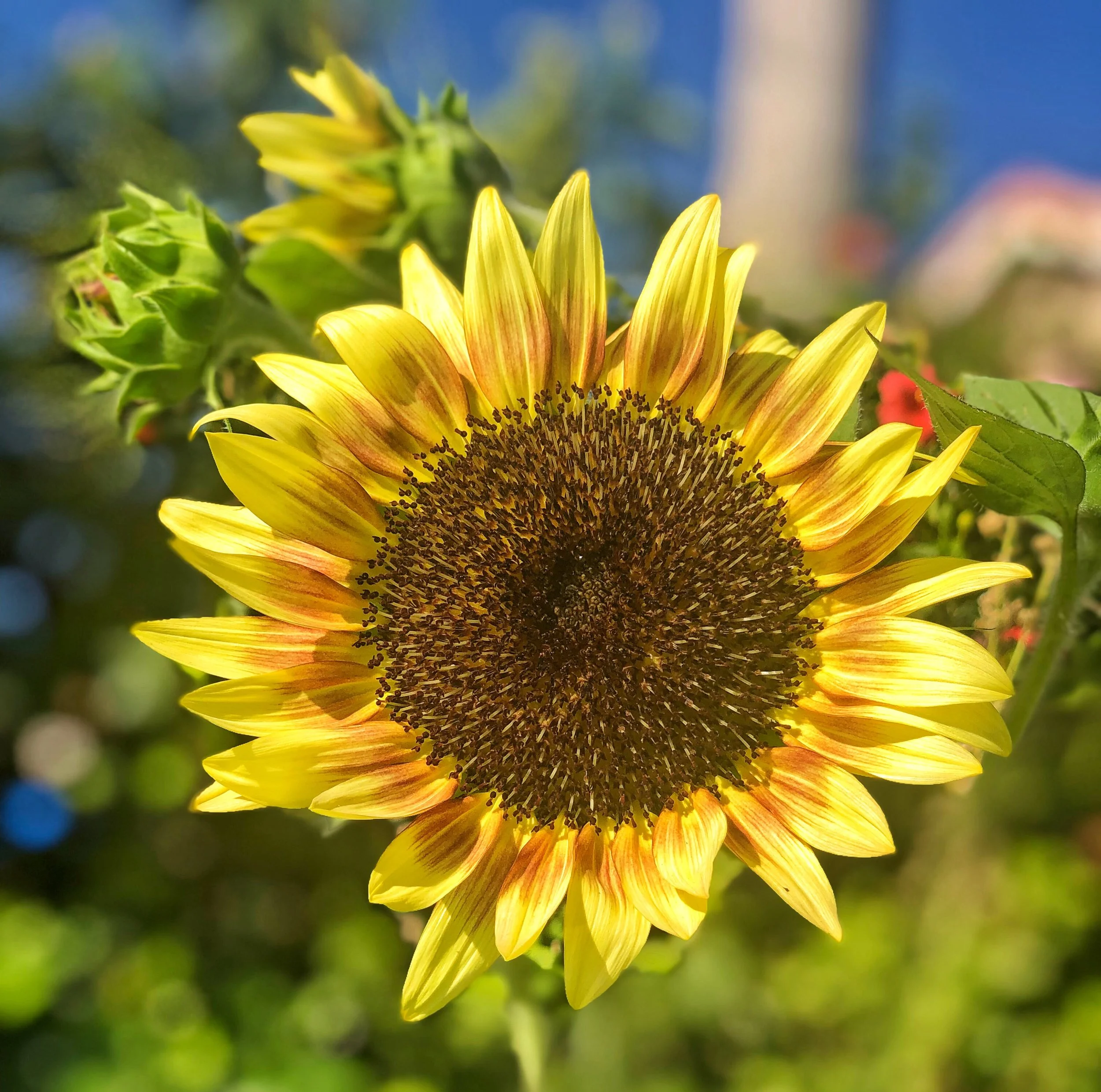 “Ruby Eclipse” Sunflower