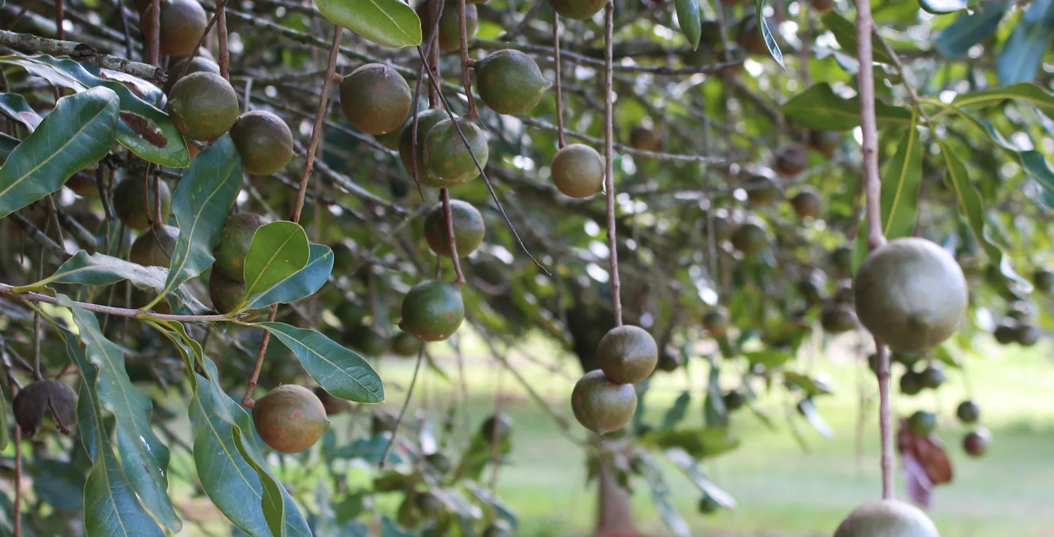 Macadamia_Nut_Tree.jpg