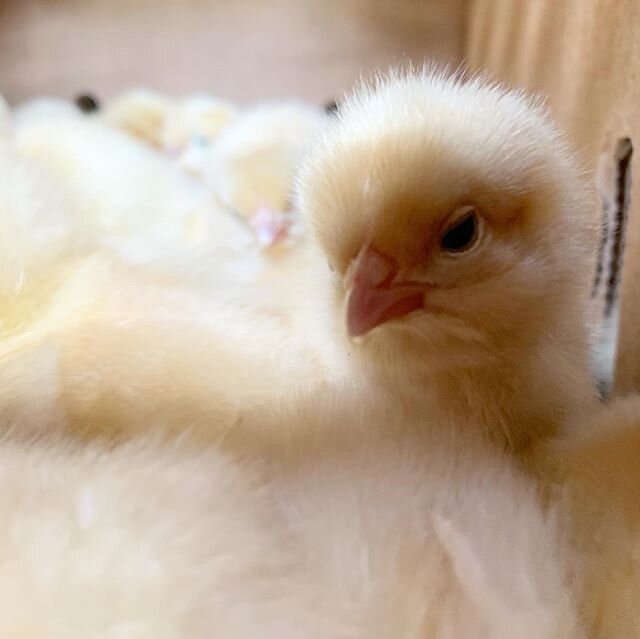 Chicks arrived yesterday! Come get your new flock of layers 🐥🐥🐥