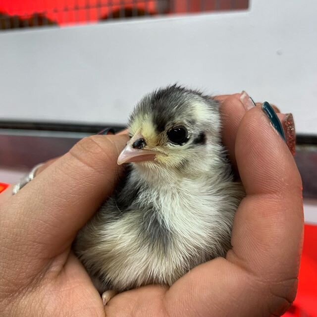 We still have chicks in stock! And we have removed the limit on the number of chicks to purchase! Few free to stop by today or tomorrow to fill up your coop!