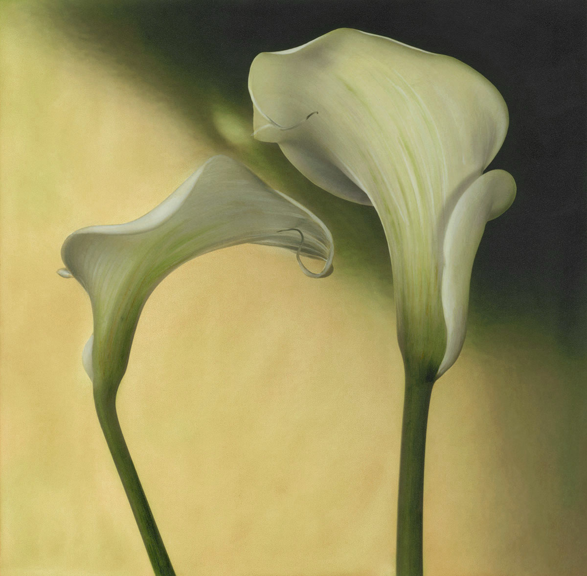 Calla Lily III